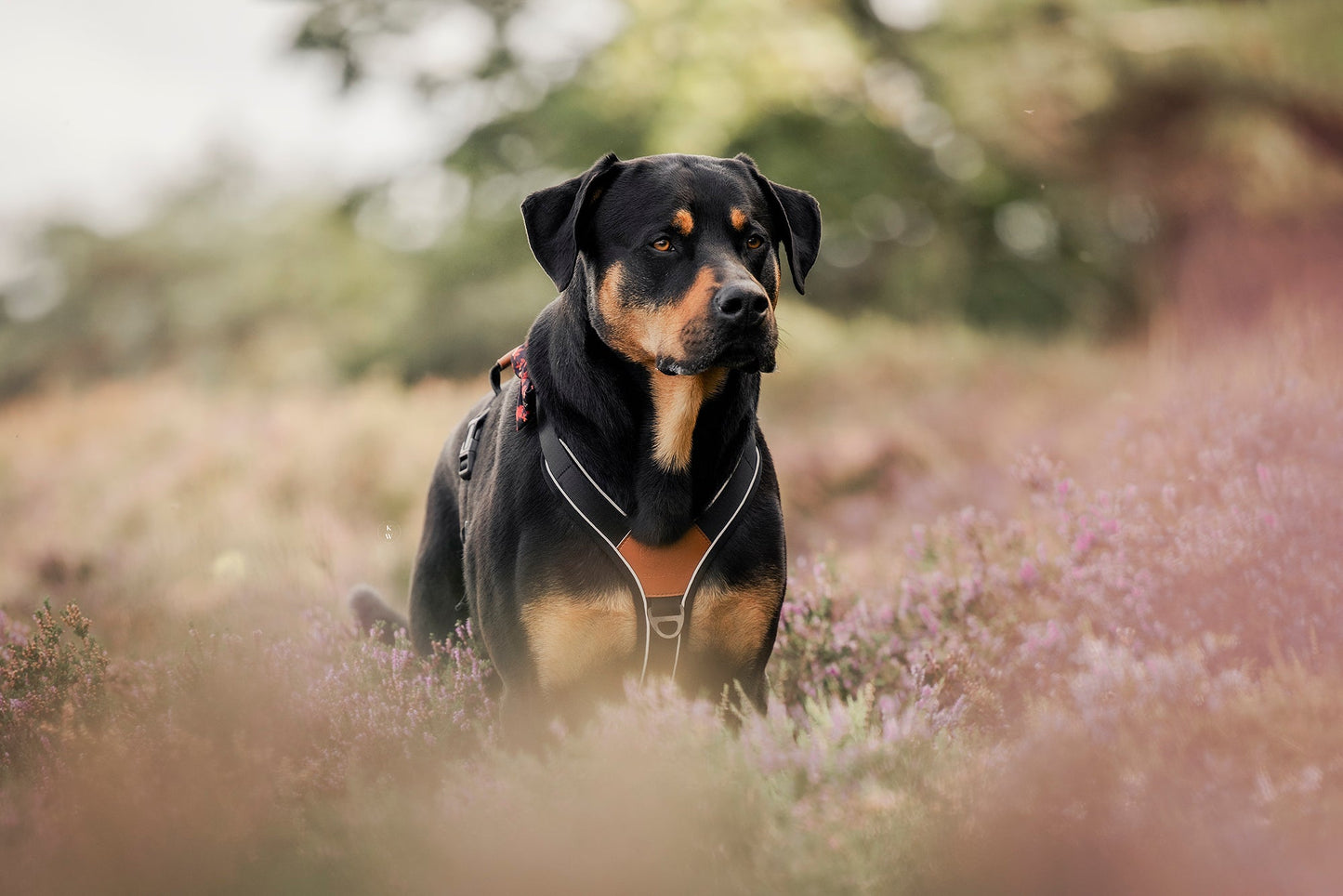 Terrain Trails dog harness - Stylish Black