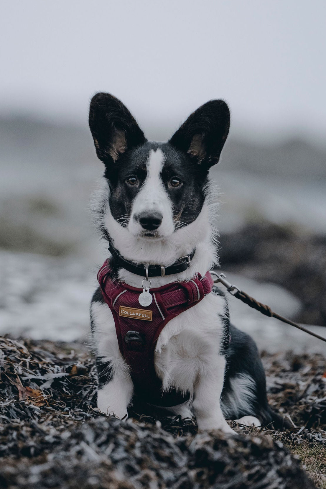 Adventure Trails Dog Harness - Burgundy Herringbone Tweed