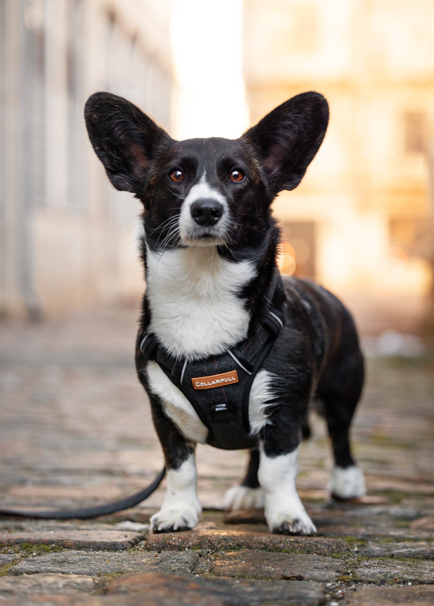 Adventure Trails Dog Harness - Black Herringbone Tweed