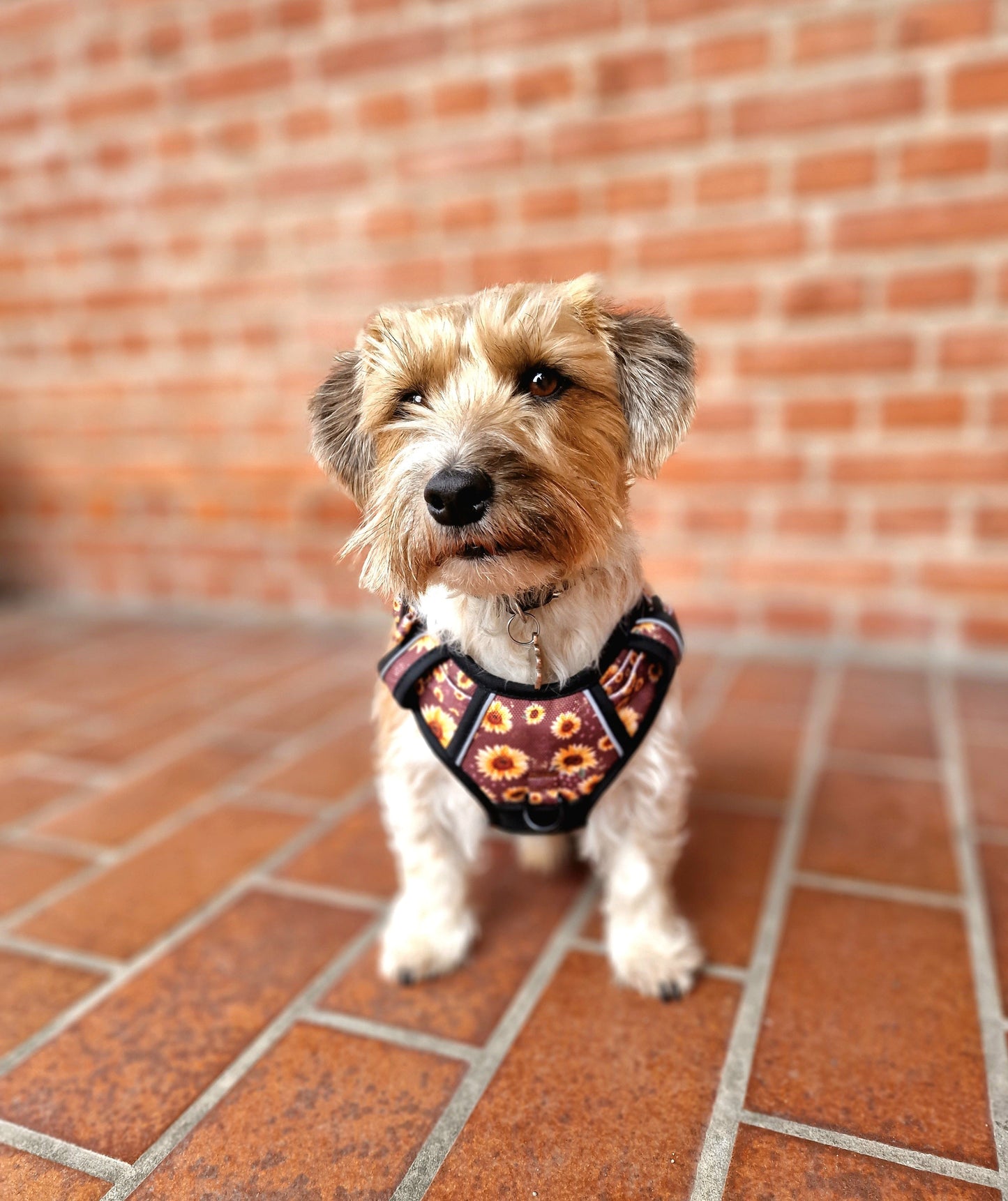 Adventure Trails dog harness - Sunflowers on my mind