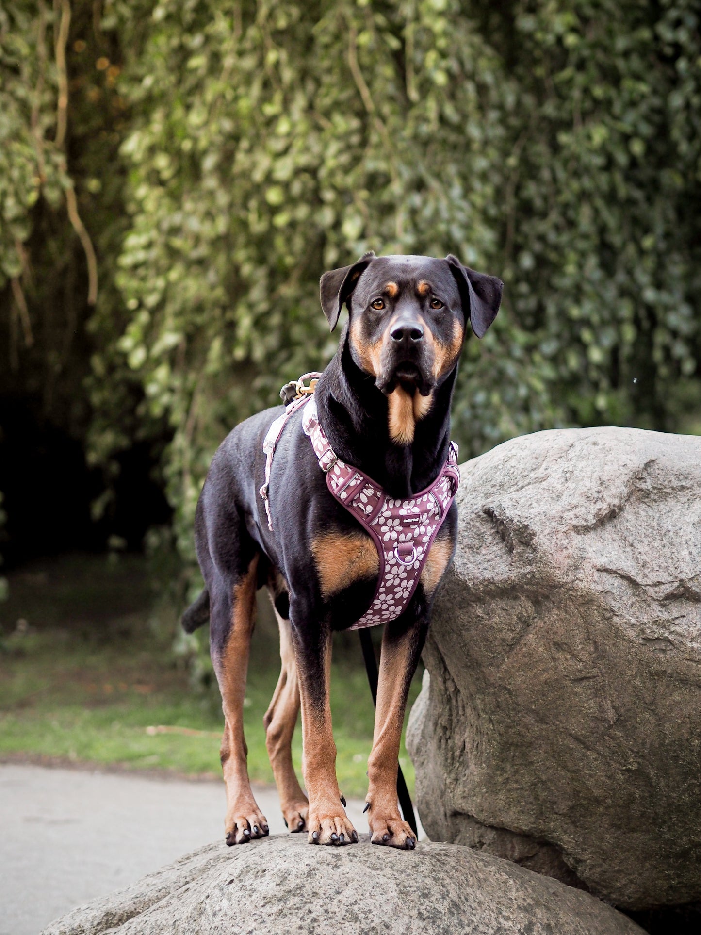 Adventure Trails hundesele - Flourish & Fade