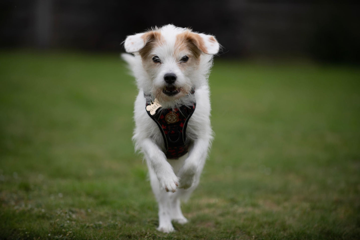 Adventure Trails dog harness - Leaf me not