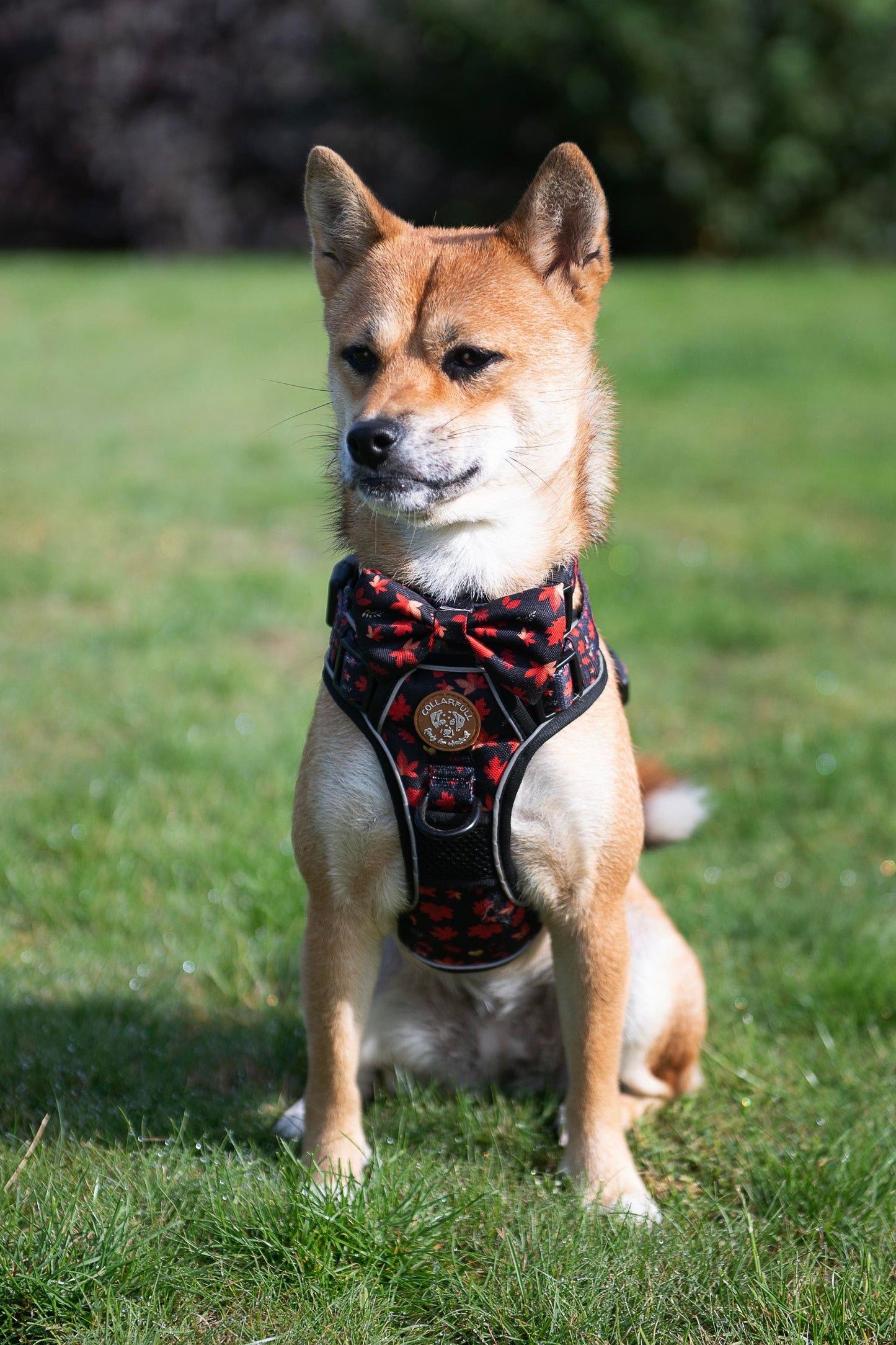 Adventure Trails dog harness - Leaf me not