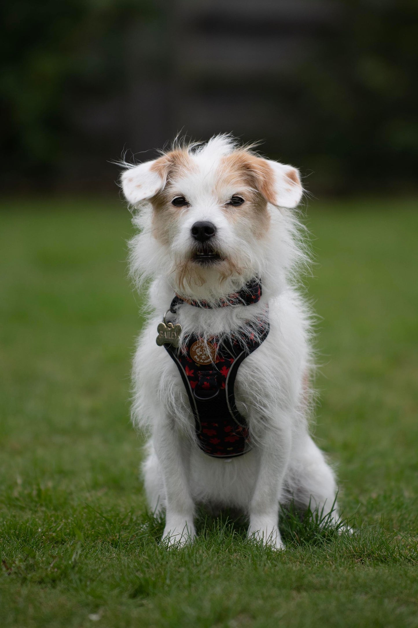 Adventure Trails dog harness - Leaf me not
