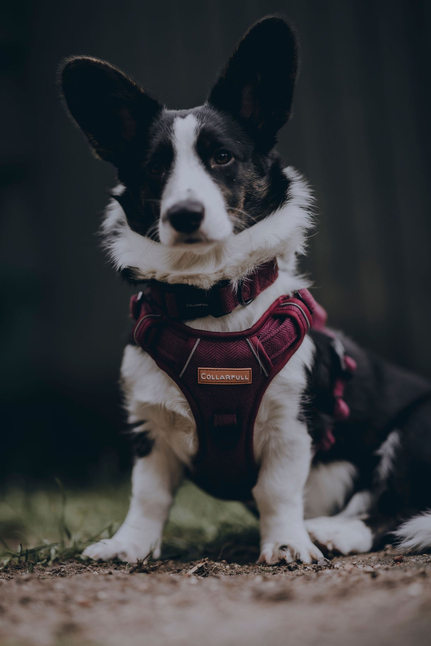 Adventure Trails Dog Harness - Burgundy Herringbone Tweed