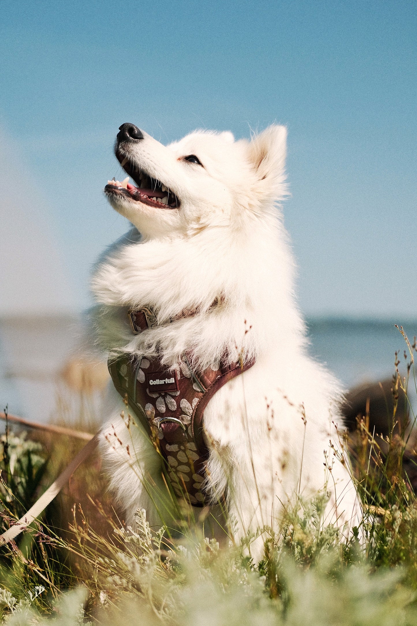 Adventure Trails hundesele - Flourish & Fade