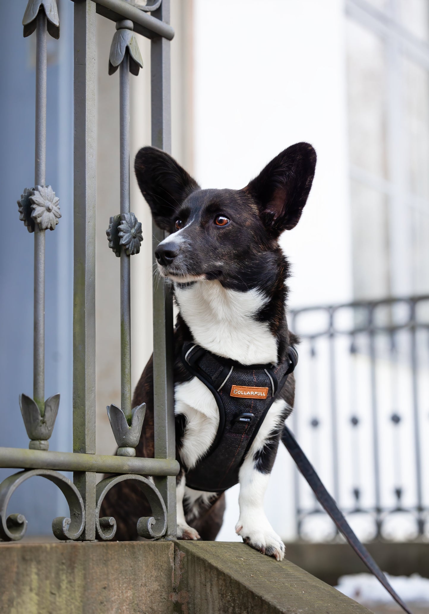 Adventure Trails Dog Harness - Black Herringbone Tweed
