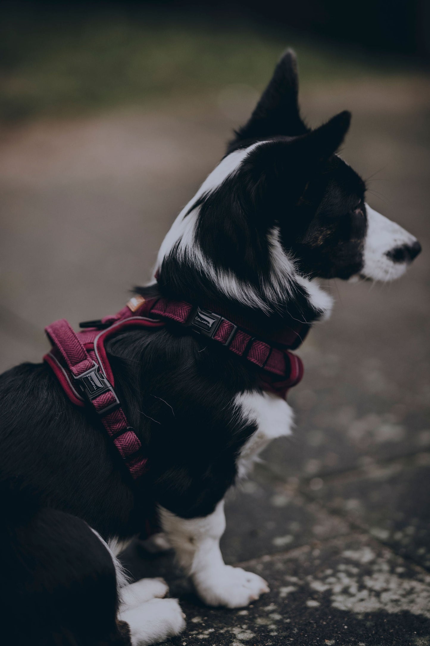 Adventure Trails Dog Harness - Burgundy Herringbone Tweed