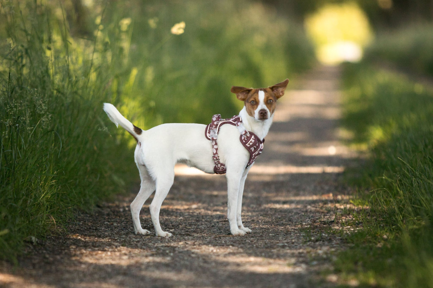 Adventure Trails hundesele - Flourish & Fade