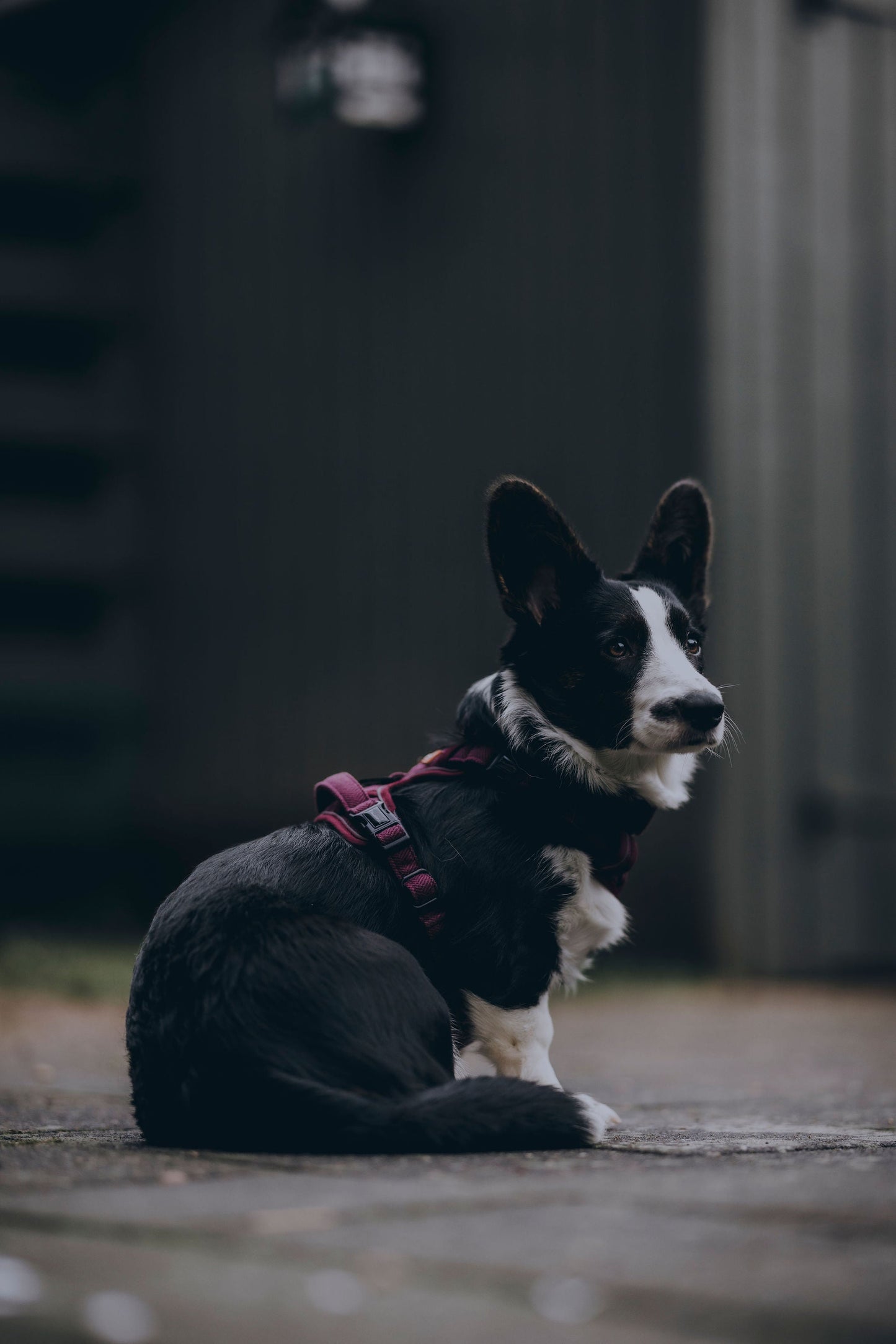 Adventure Trails Dog Harness - Burgundy Herringbone Tweed