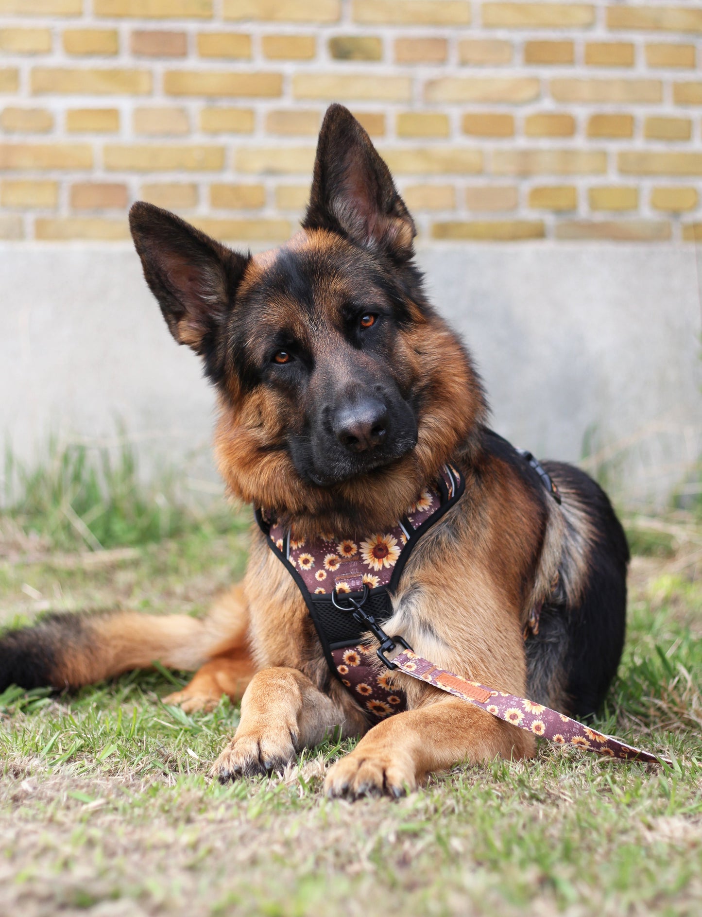 Adventure Trails dog harness - Sunflowers on my mind