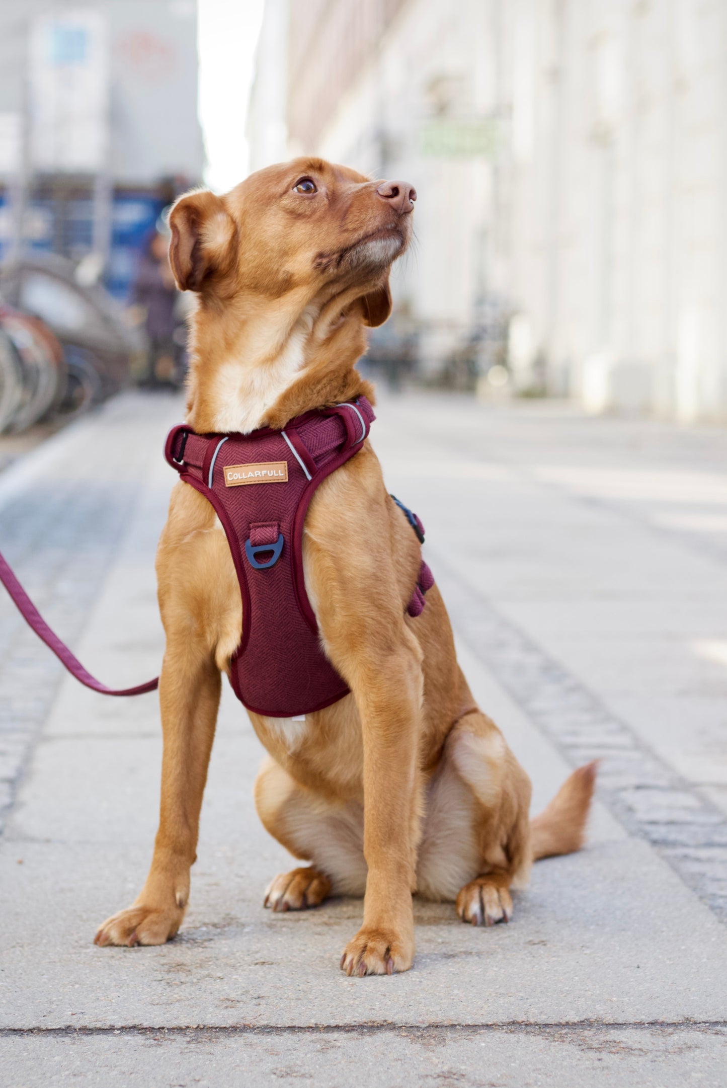 Adventure Trails Dog Harness - Burgundy Herringbone Tweed