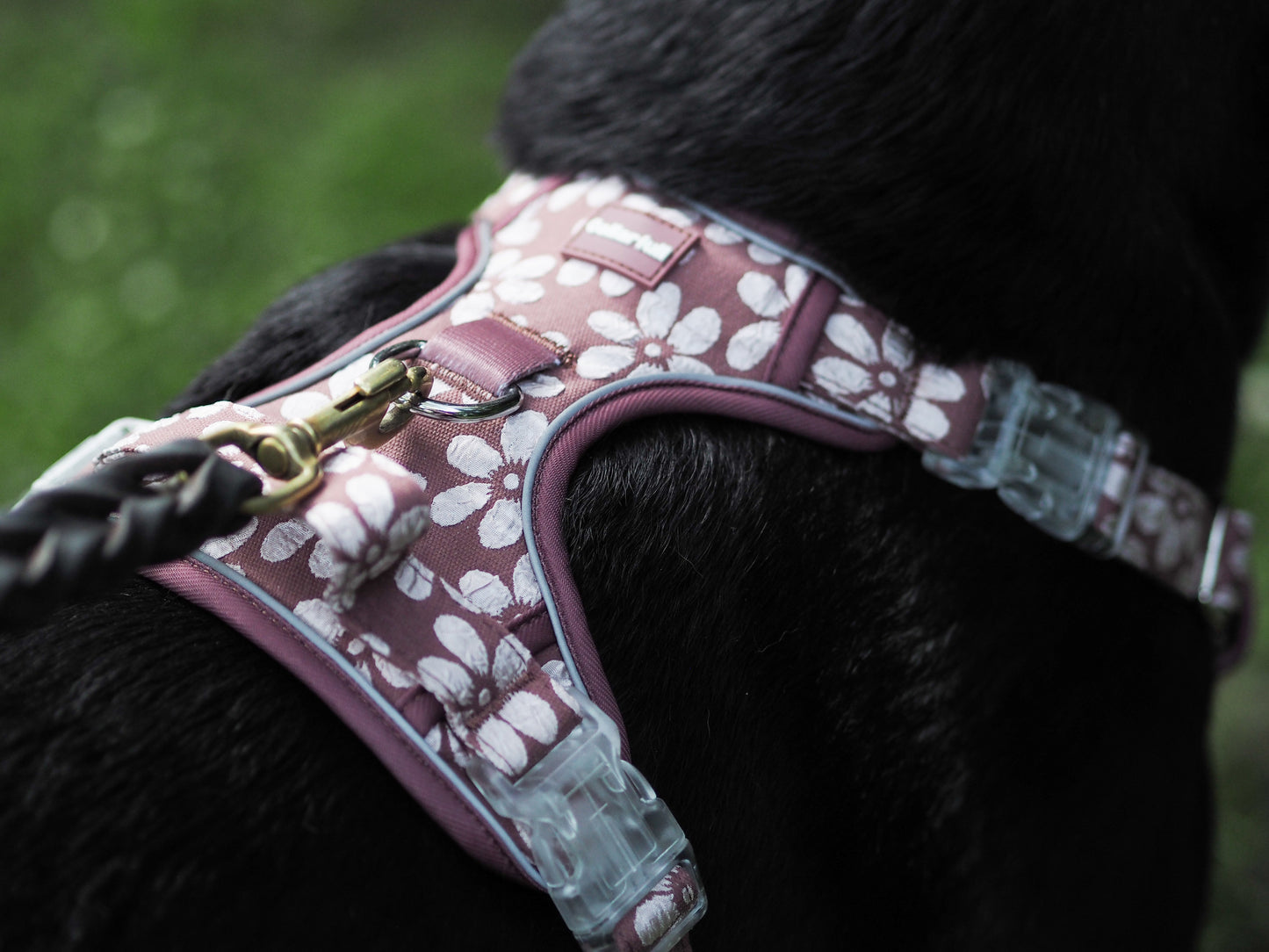 Adventure Trails hundesele - Flourish & Fade