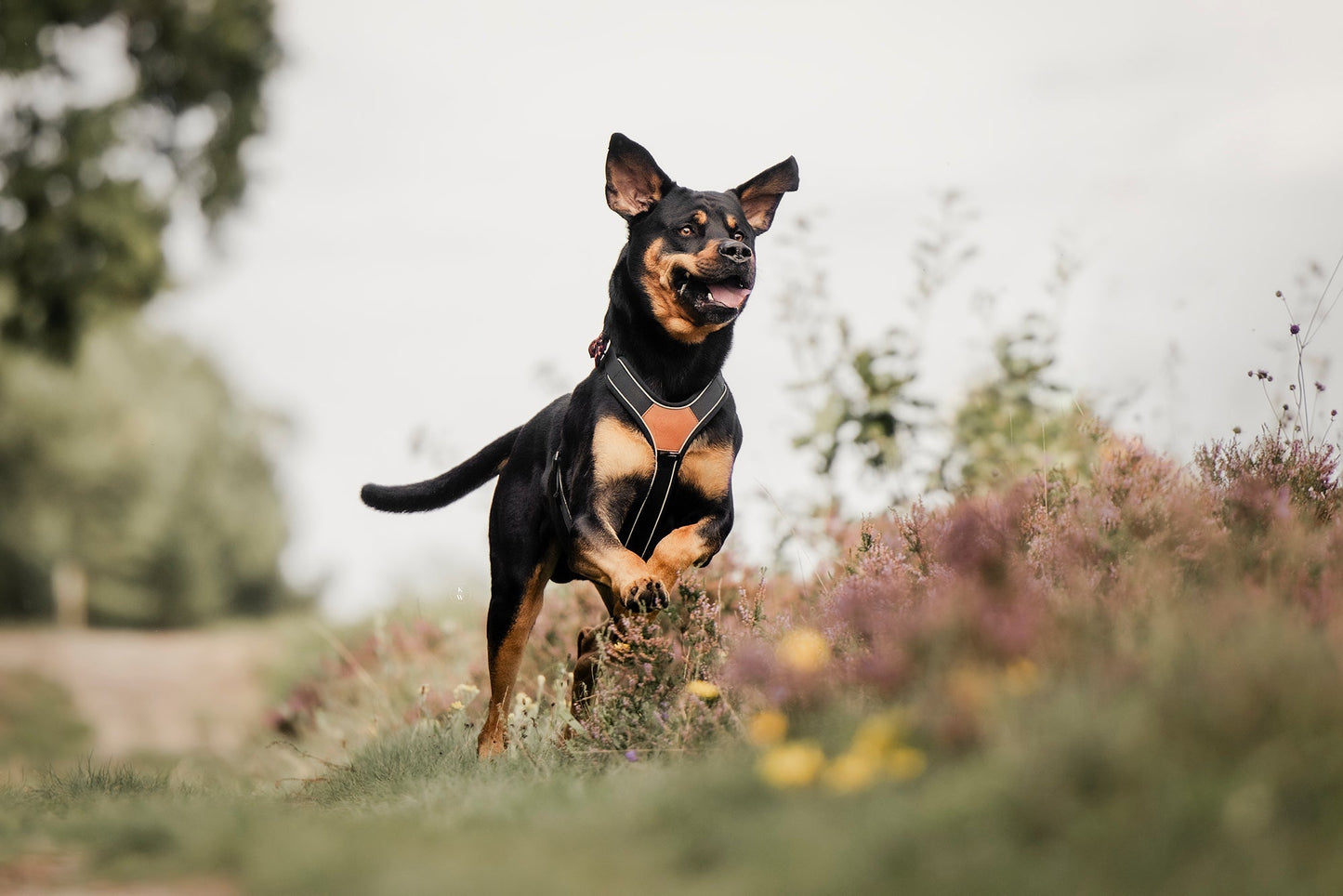 Terrain Trails dog harness - Stylish Black