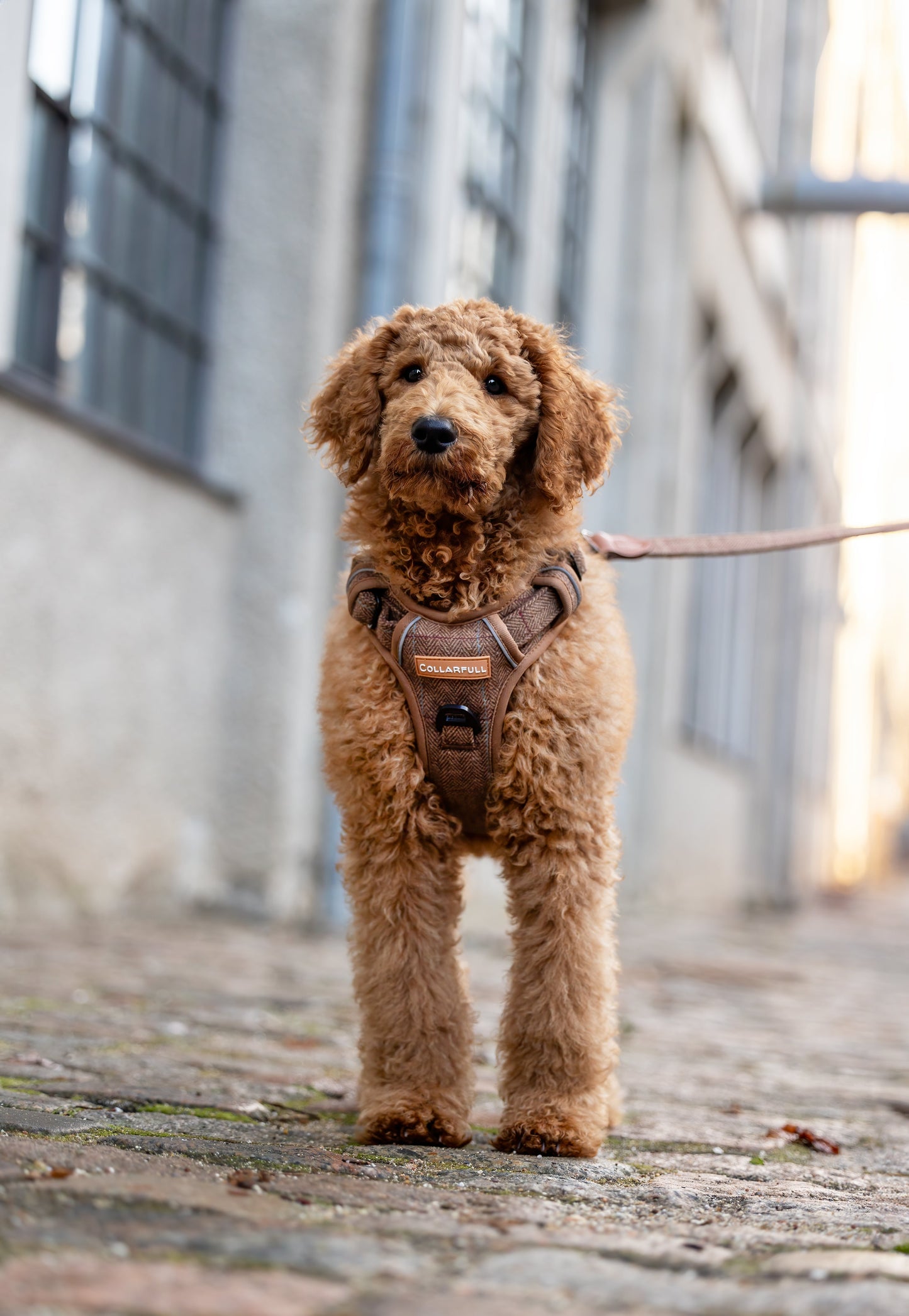 Adventure Trails Dog Harness - Brown Herringbone Tweed