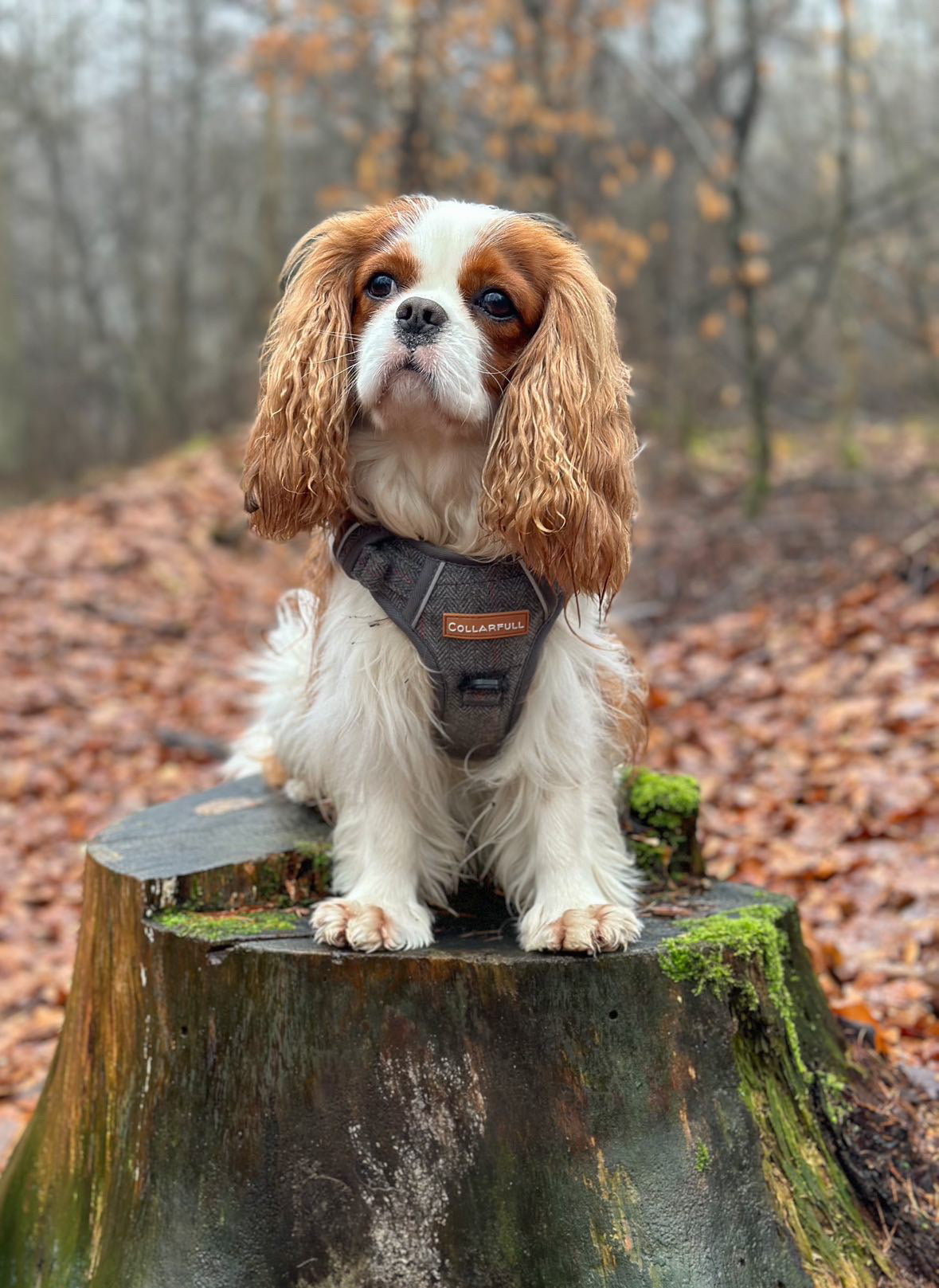 Adventure Trails Dog Harness - Gray Herringbone Tweed