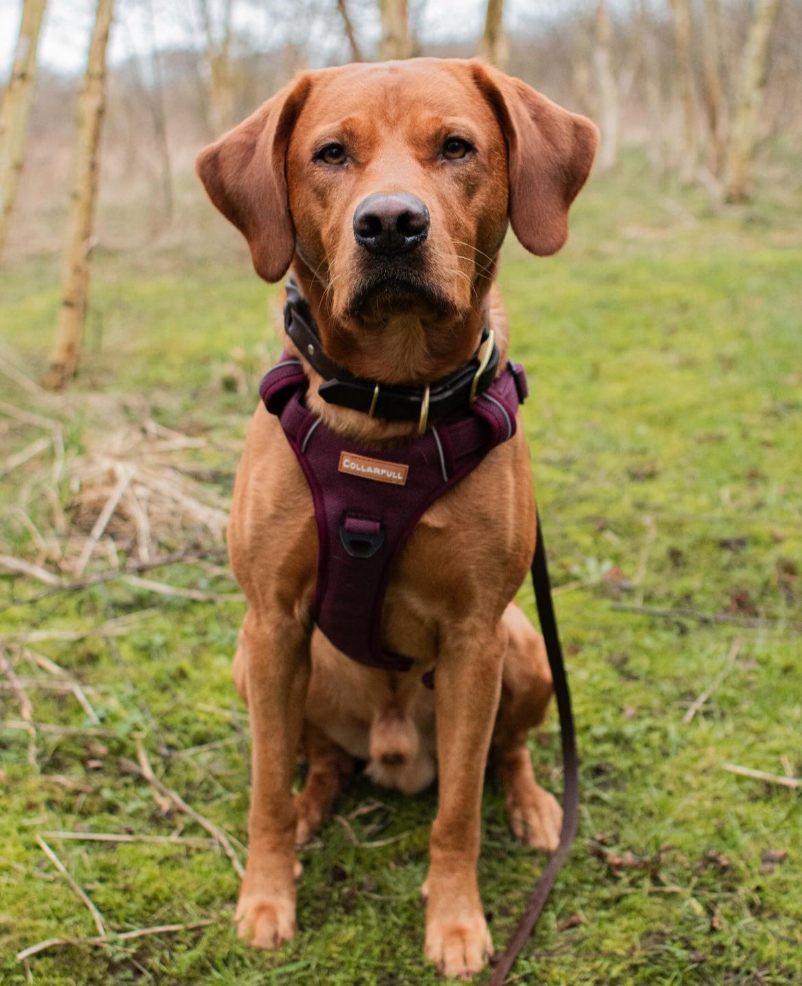 Adventure Trails Dog Harness - Burgundy Herringbone Tweed