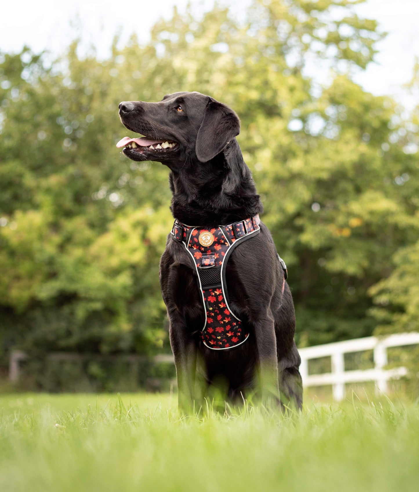 Adventure Trails dog harness - Leaf me not