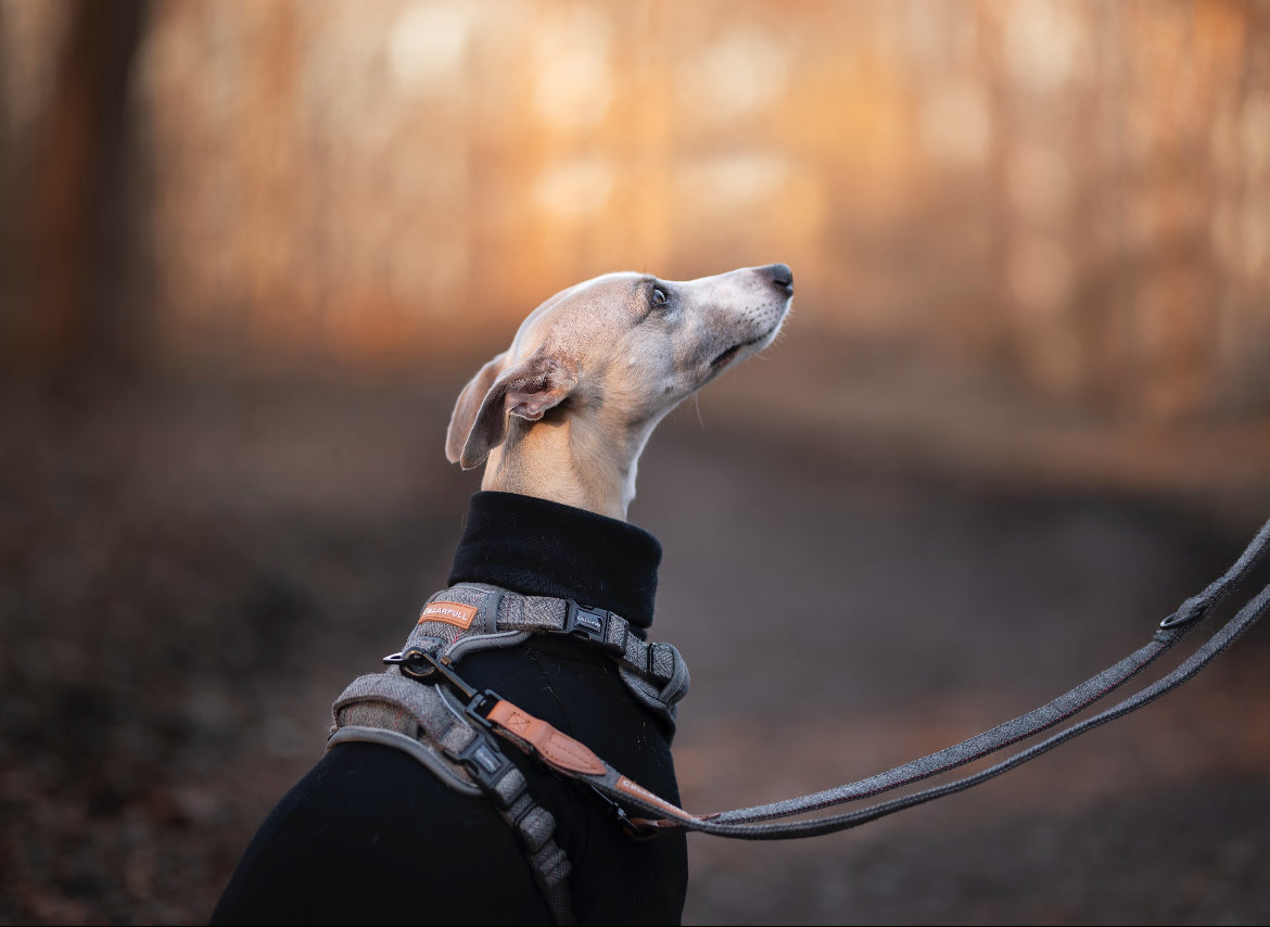 Adventure Trails Dog Harness - Gray Herringbone Tweed