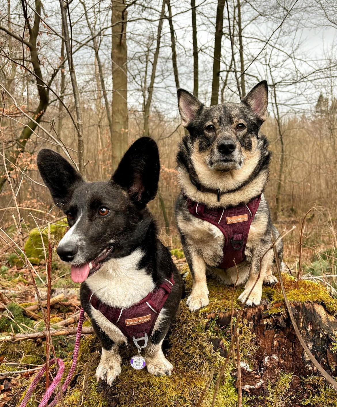 Adventure Trails Dog Harness - Burgundy Herringbone Tweed
