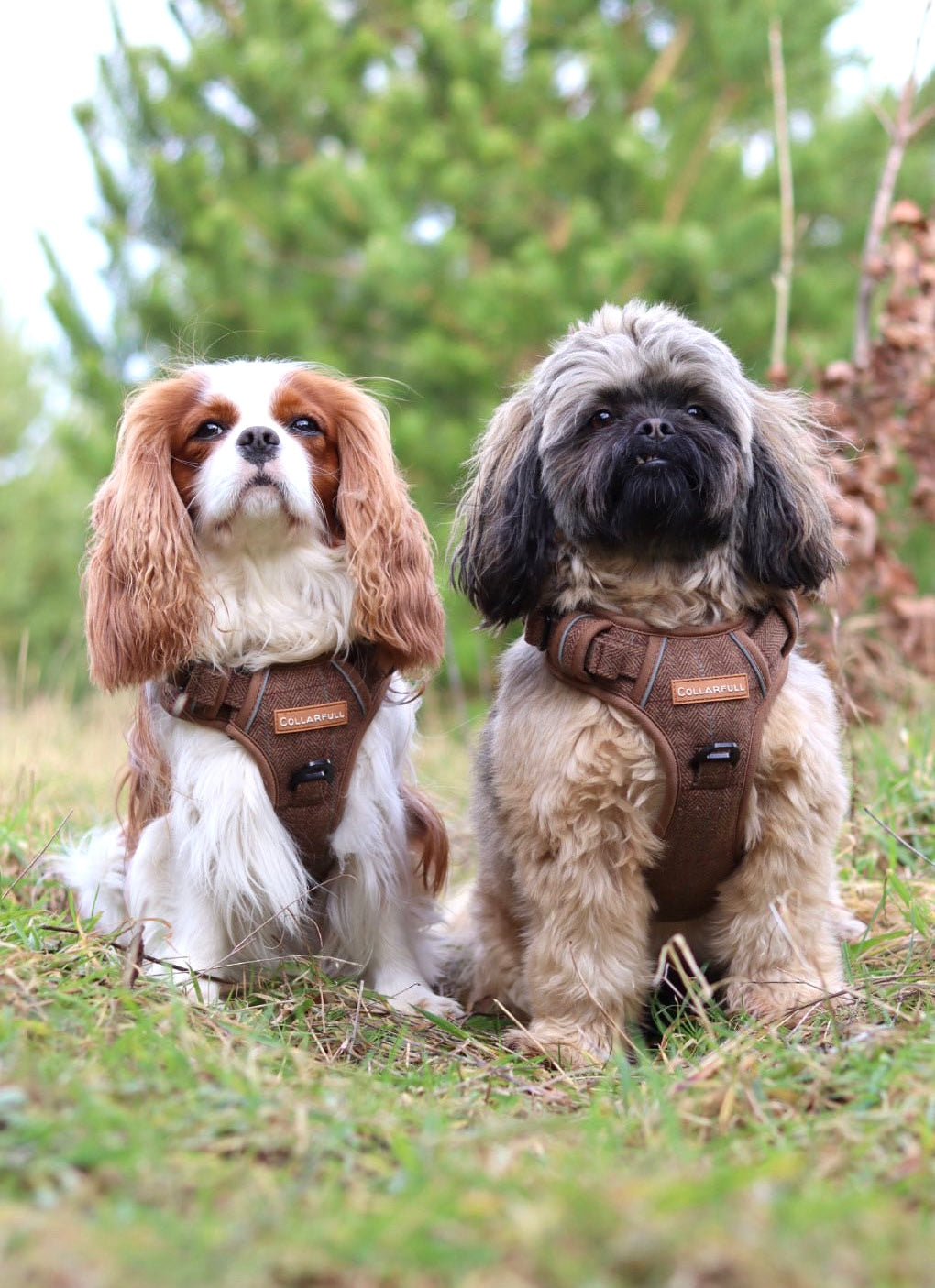 Adventure Trails Dog Harness - Brown Herringbone Tweed