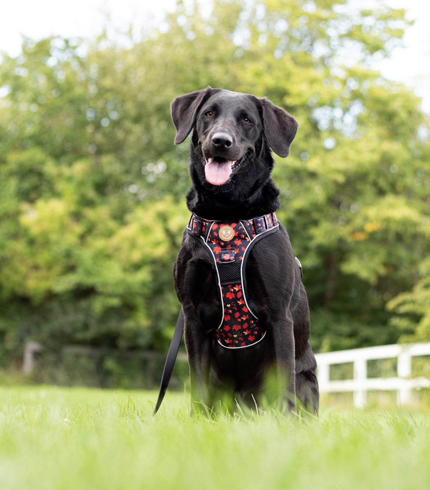 Adventure Trails dog harness - Leaf me not