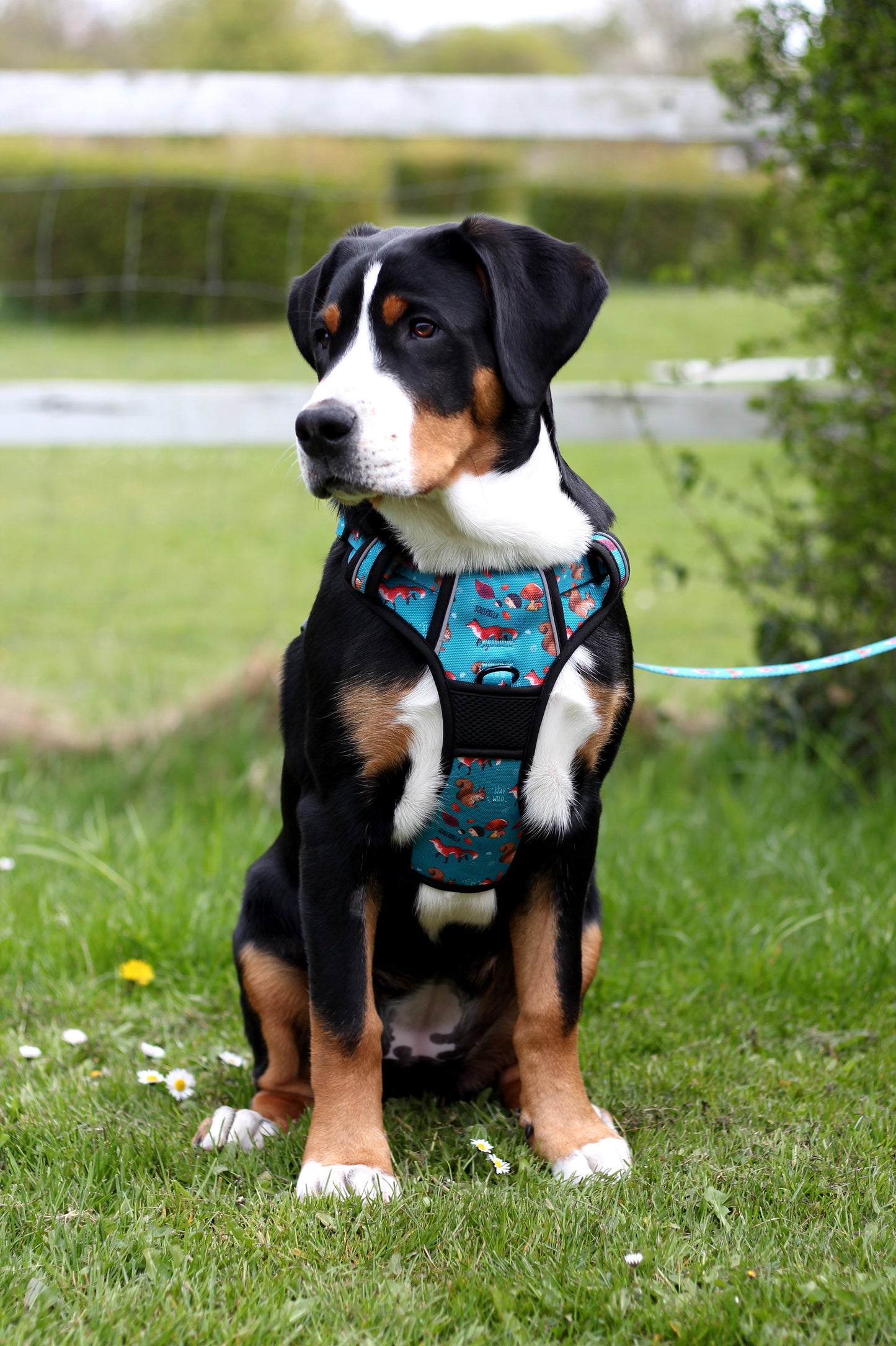 Adventure Trails Dog Harness - Hunting Ground