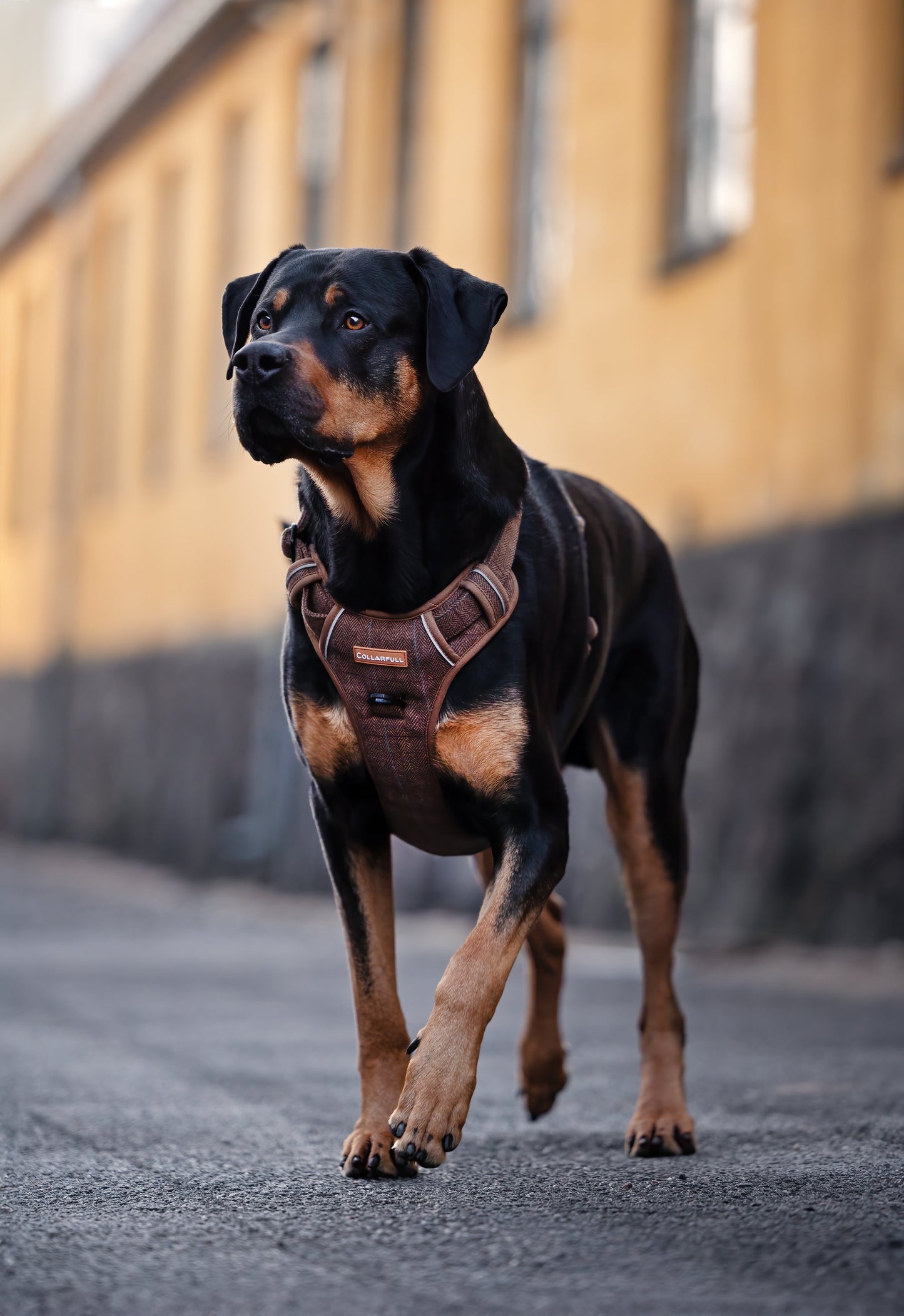 Adventure Trails Dog Harness - Brown Herringbone Tweed