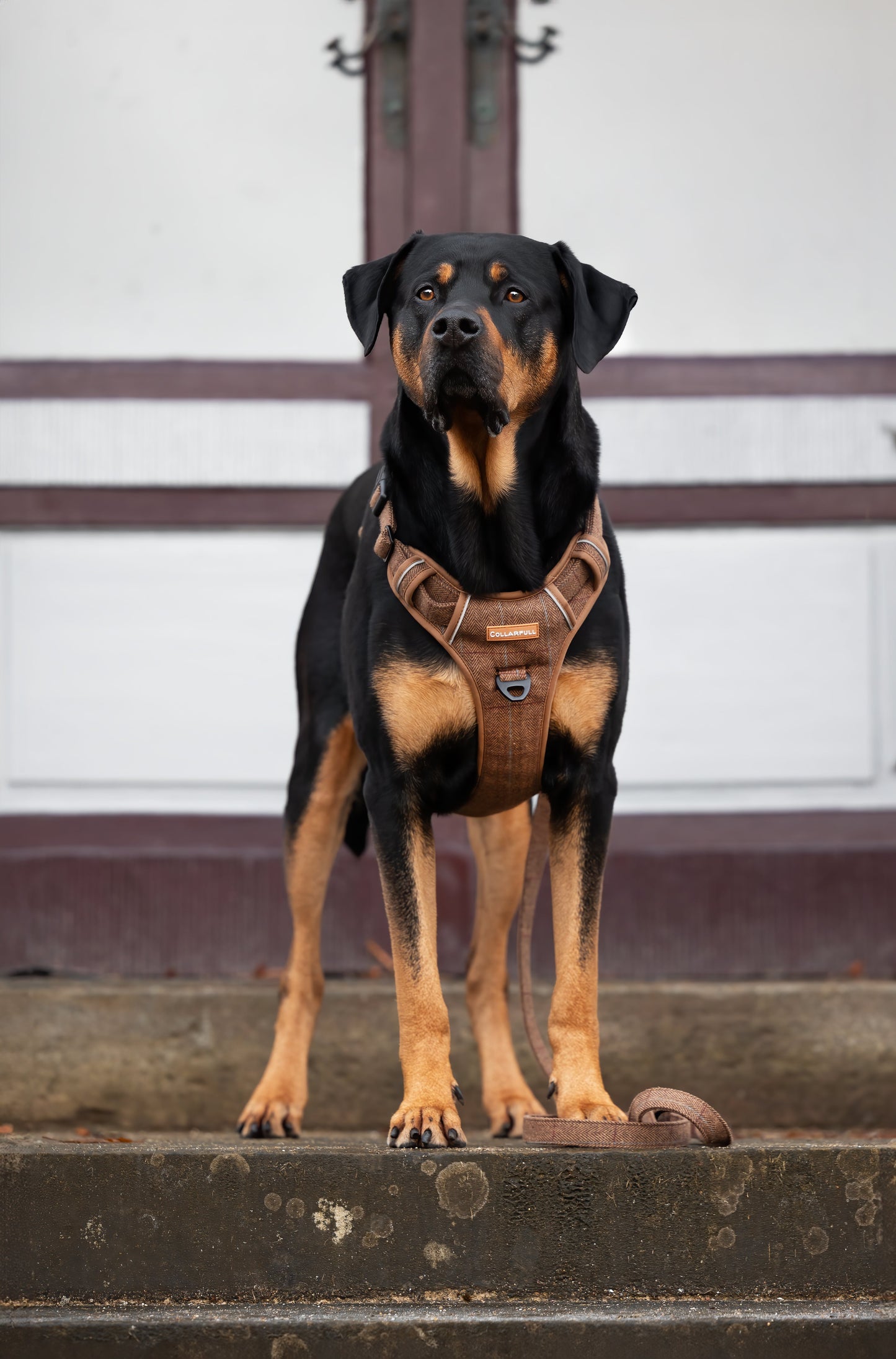 Adjustable dog leash - Brown Herringbone Tweed
