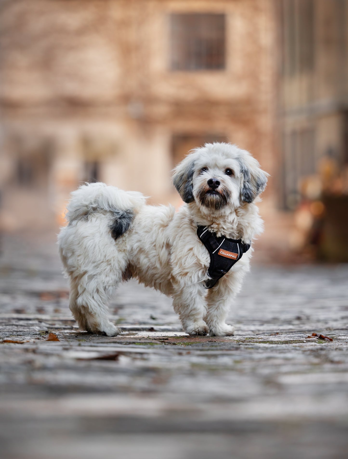 Adventure Trails Dog Harness - Black Herringbone Tweed