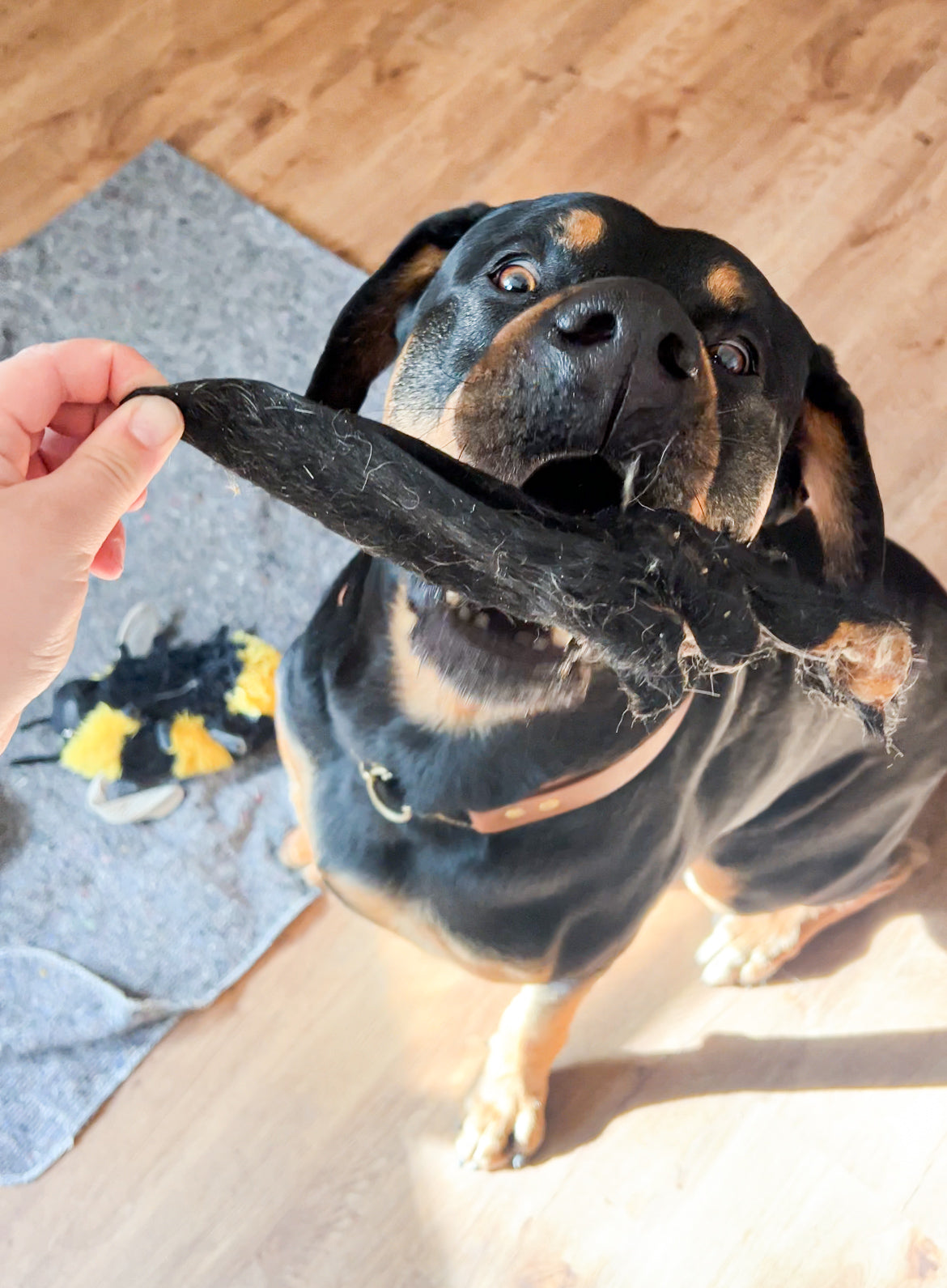 Lamb ears with fur