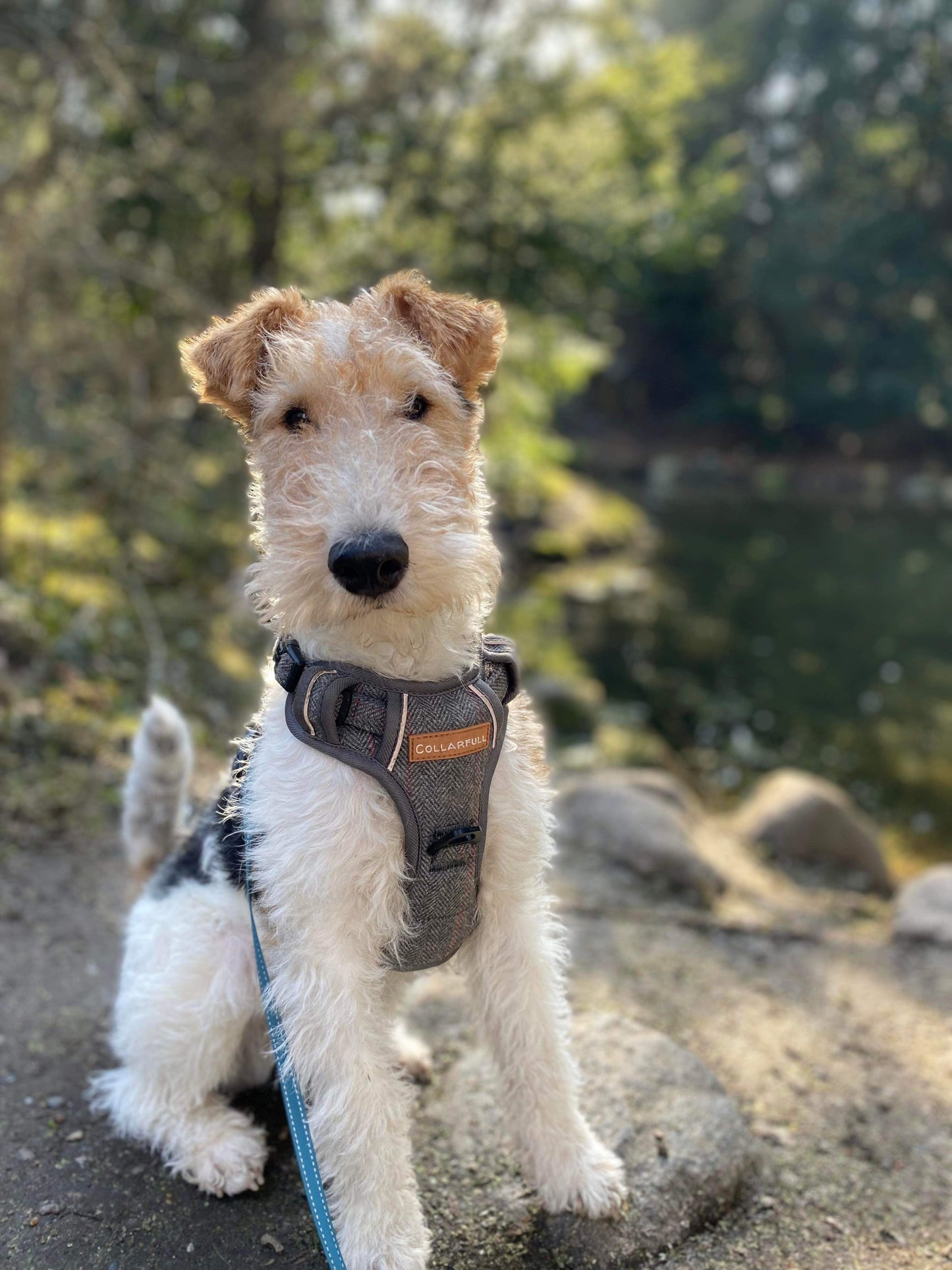 Adventure Trails Dog Harness - Gray Herringbone Tweed