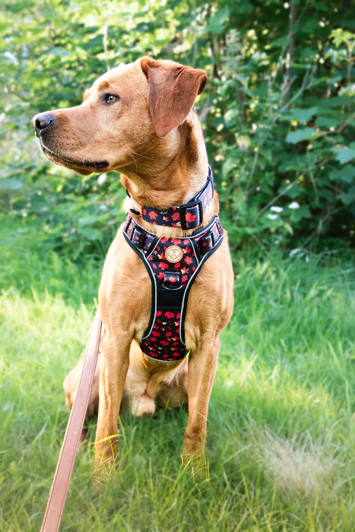 Adventure Trails dog harness - Leaf me not