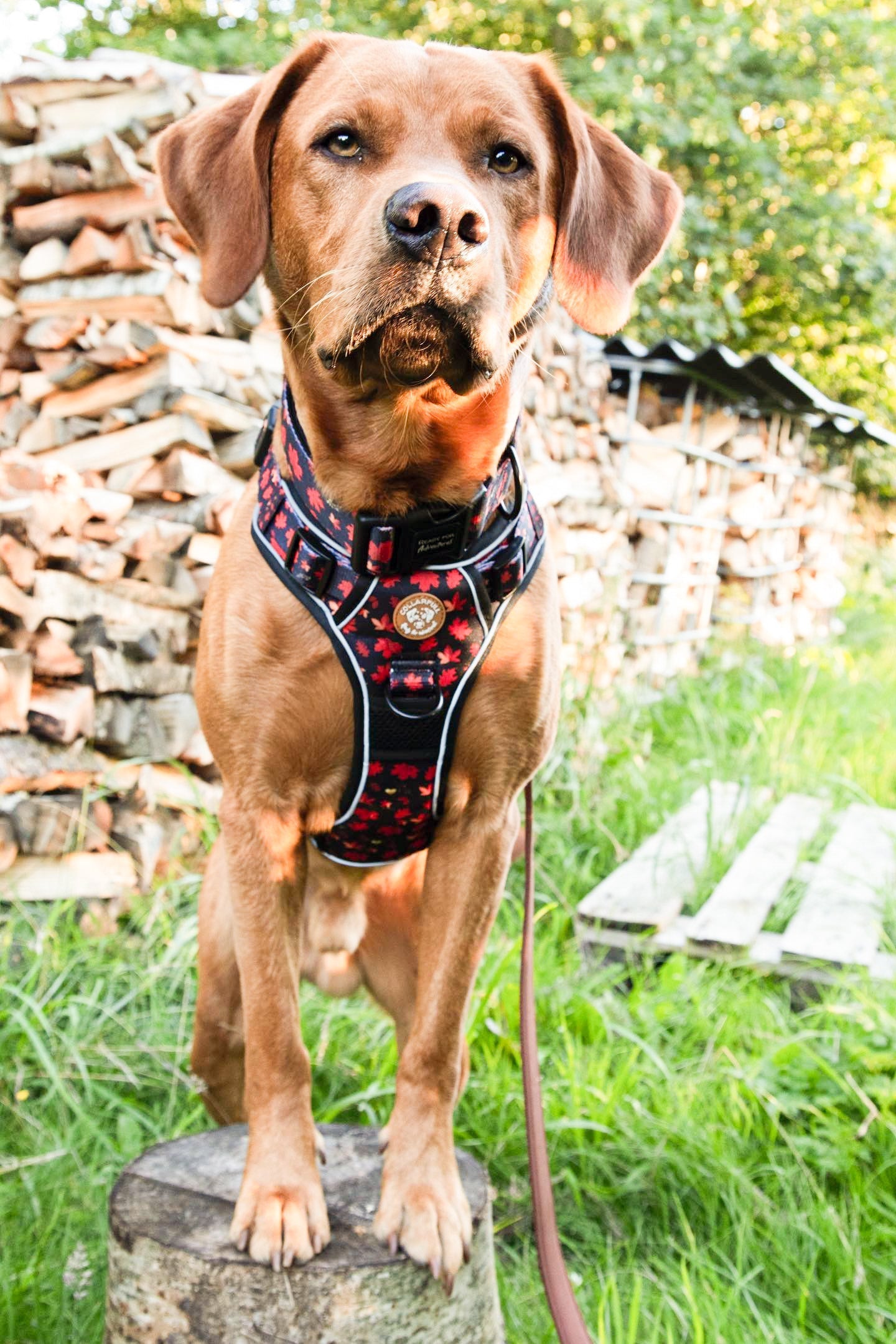 Adventure Trails dog harness - Leaf me not