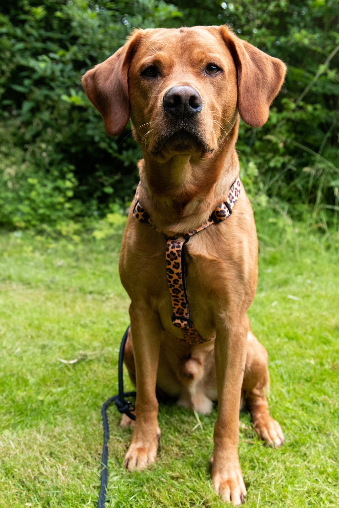 Urban Y Trails dog harness - Lovely Leopard