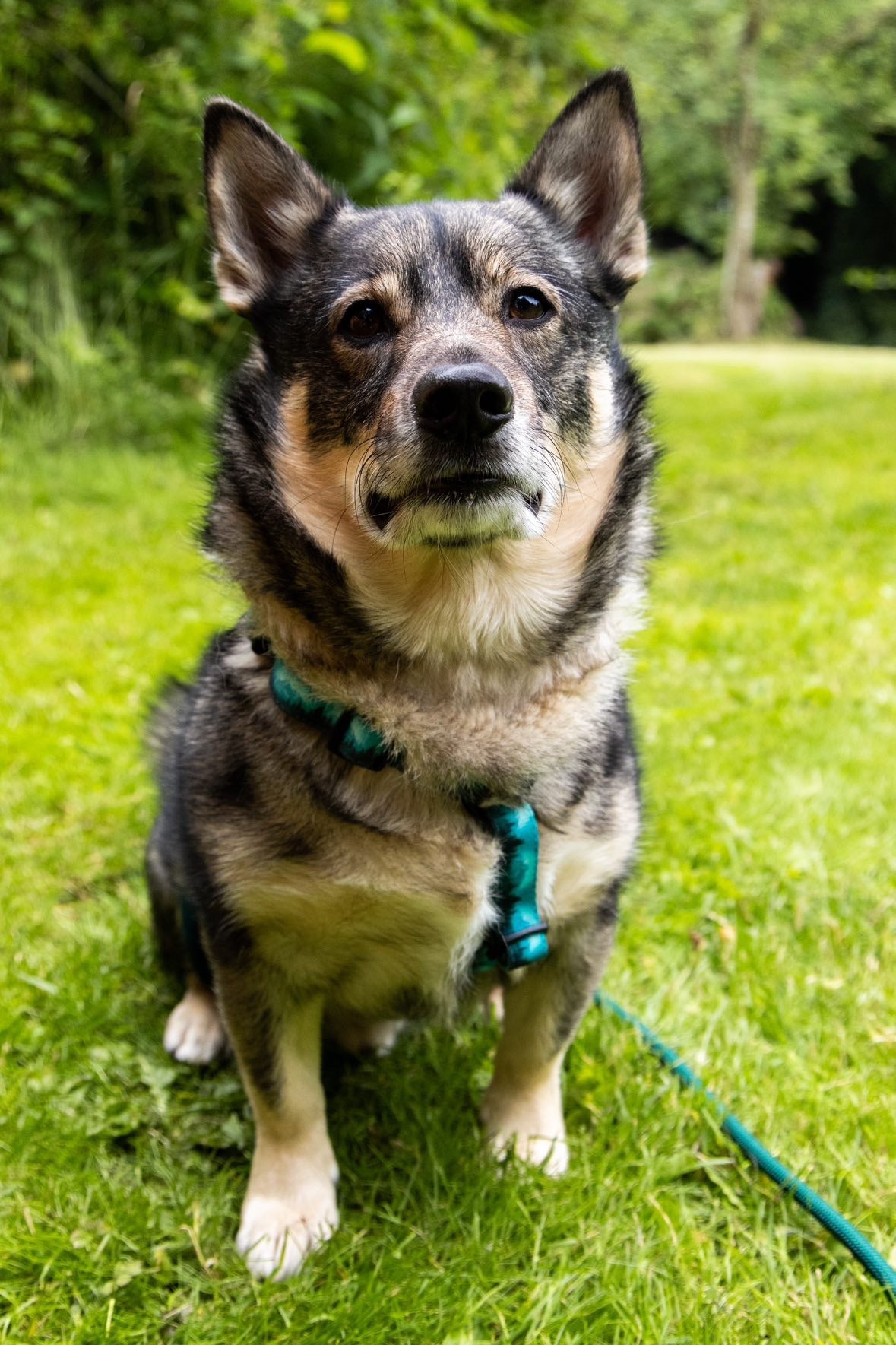 Urban Y Trails Dog Harness - Escape To The Wilderness
