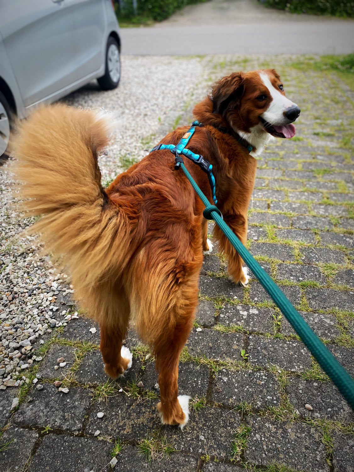 Urban Y Trails Dog Harness - Escape To The Wilderness