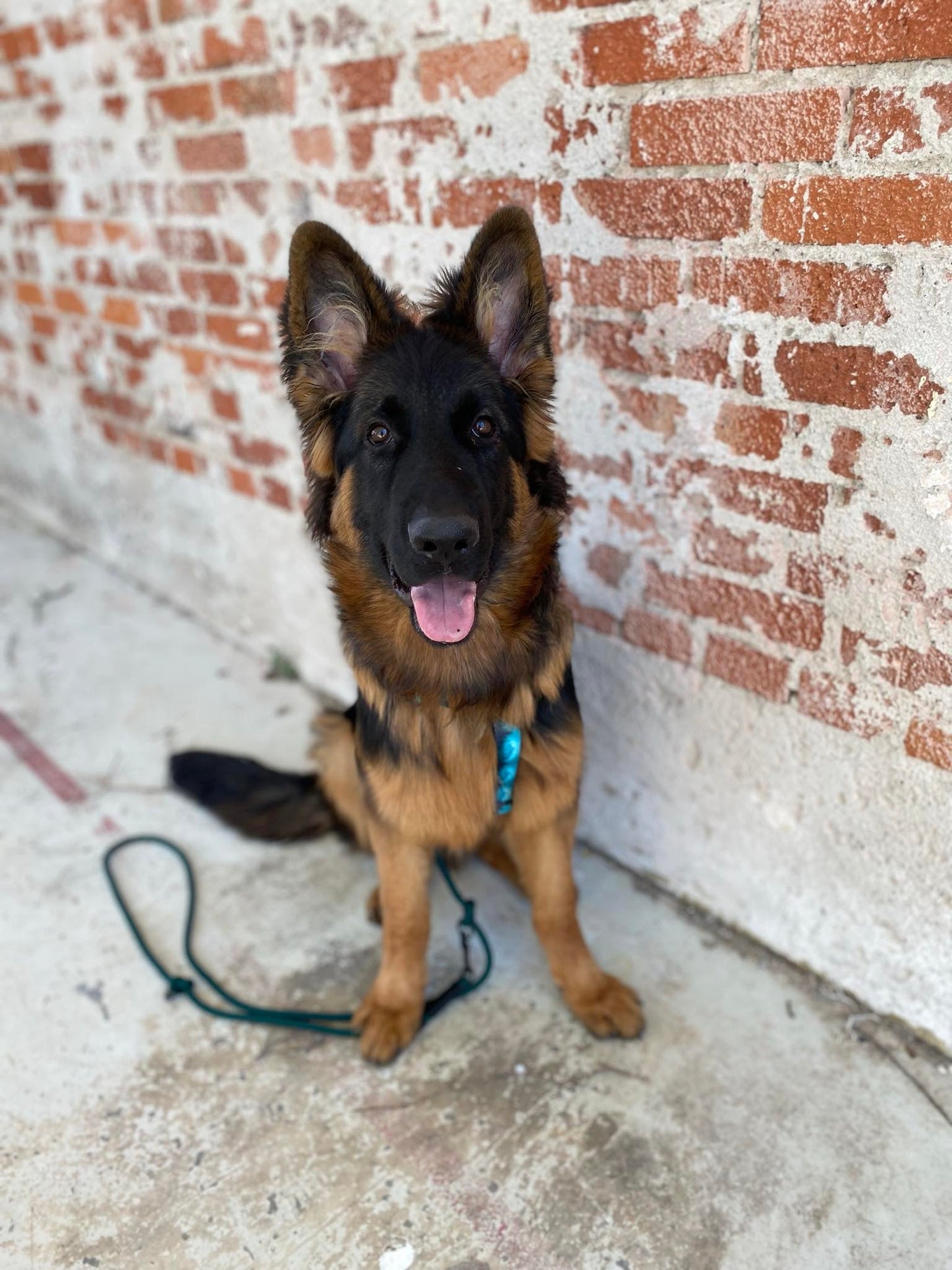 Urban Y Trails Dog Harness - Escape To The Wilderness