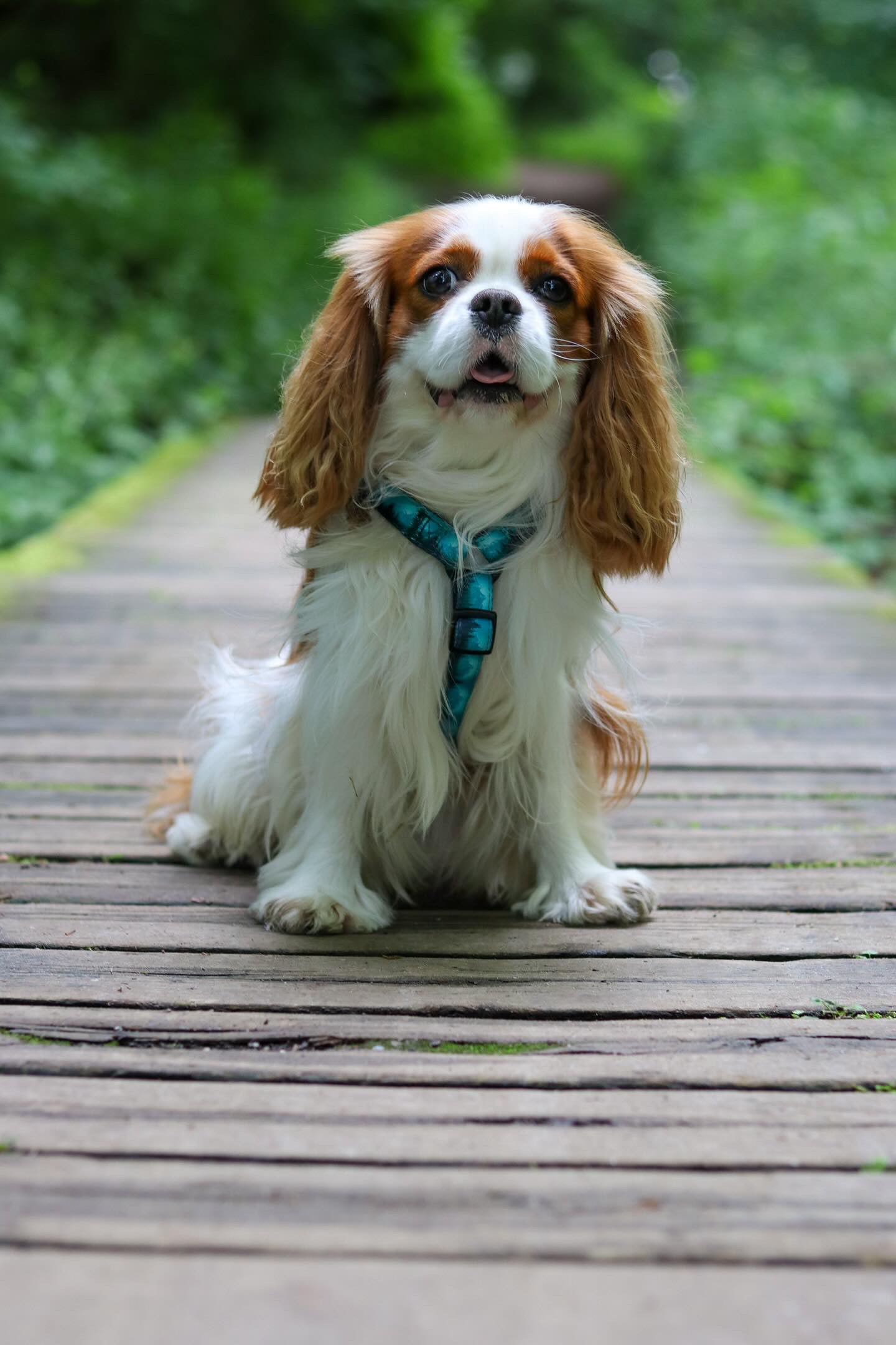 Urban Y Trails Dog Harness - Escape To The Wilderness