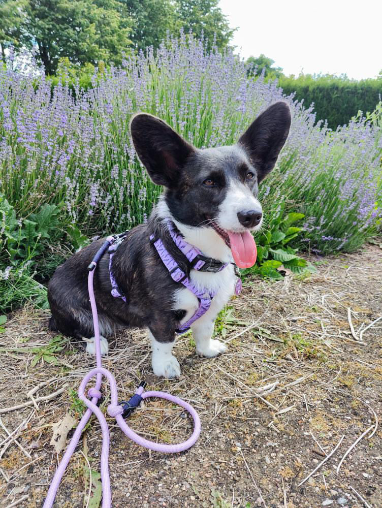 Urban Y Trails Dog Harness - In Smell Lavender