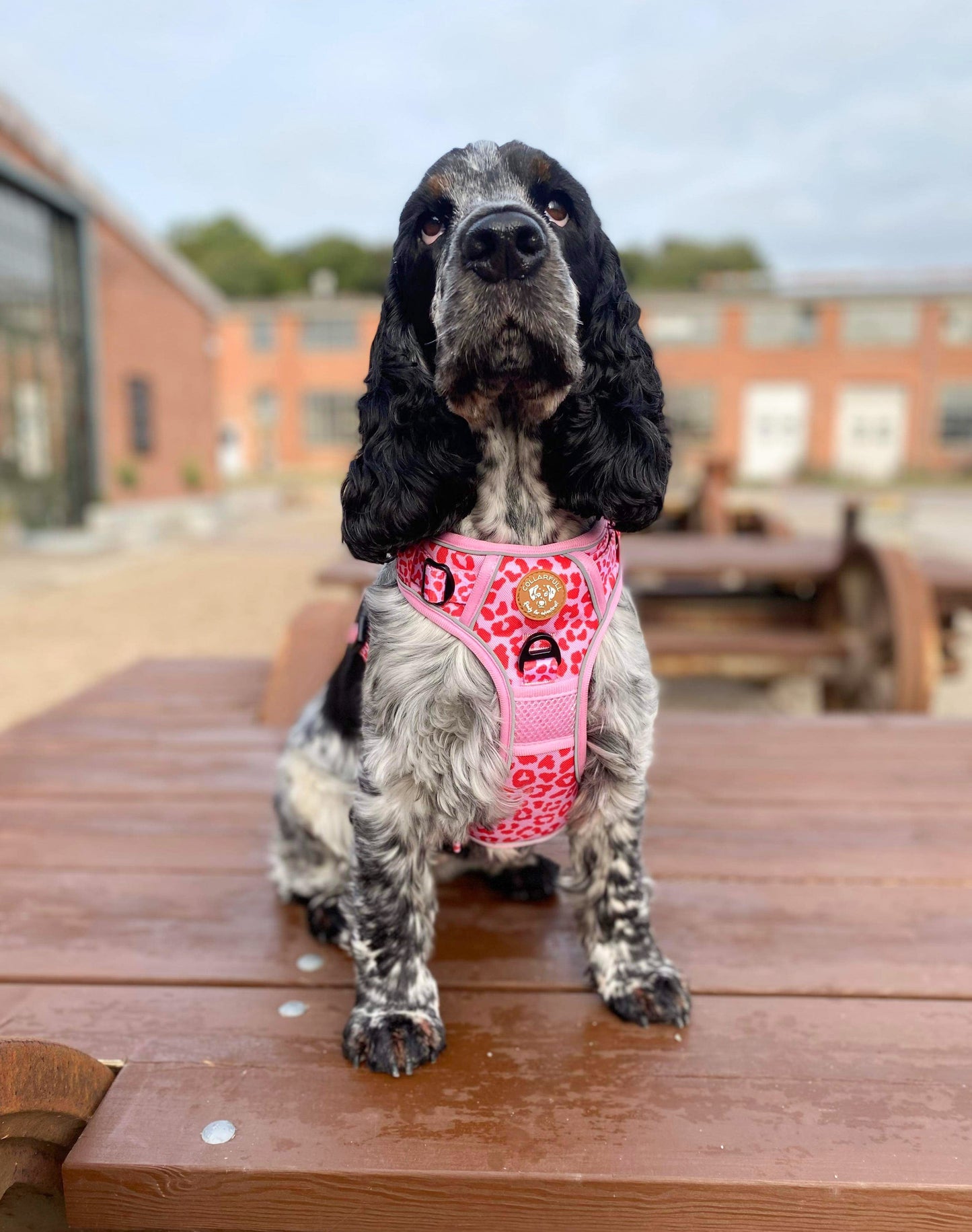 Adventure Trails Dog Harness - Pink Panther