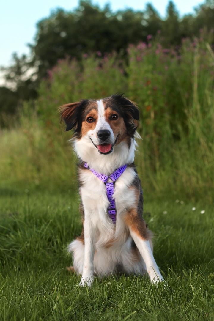 Urban Y Trails Dog Harness - In Smell Lavender