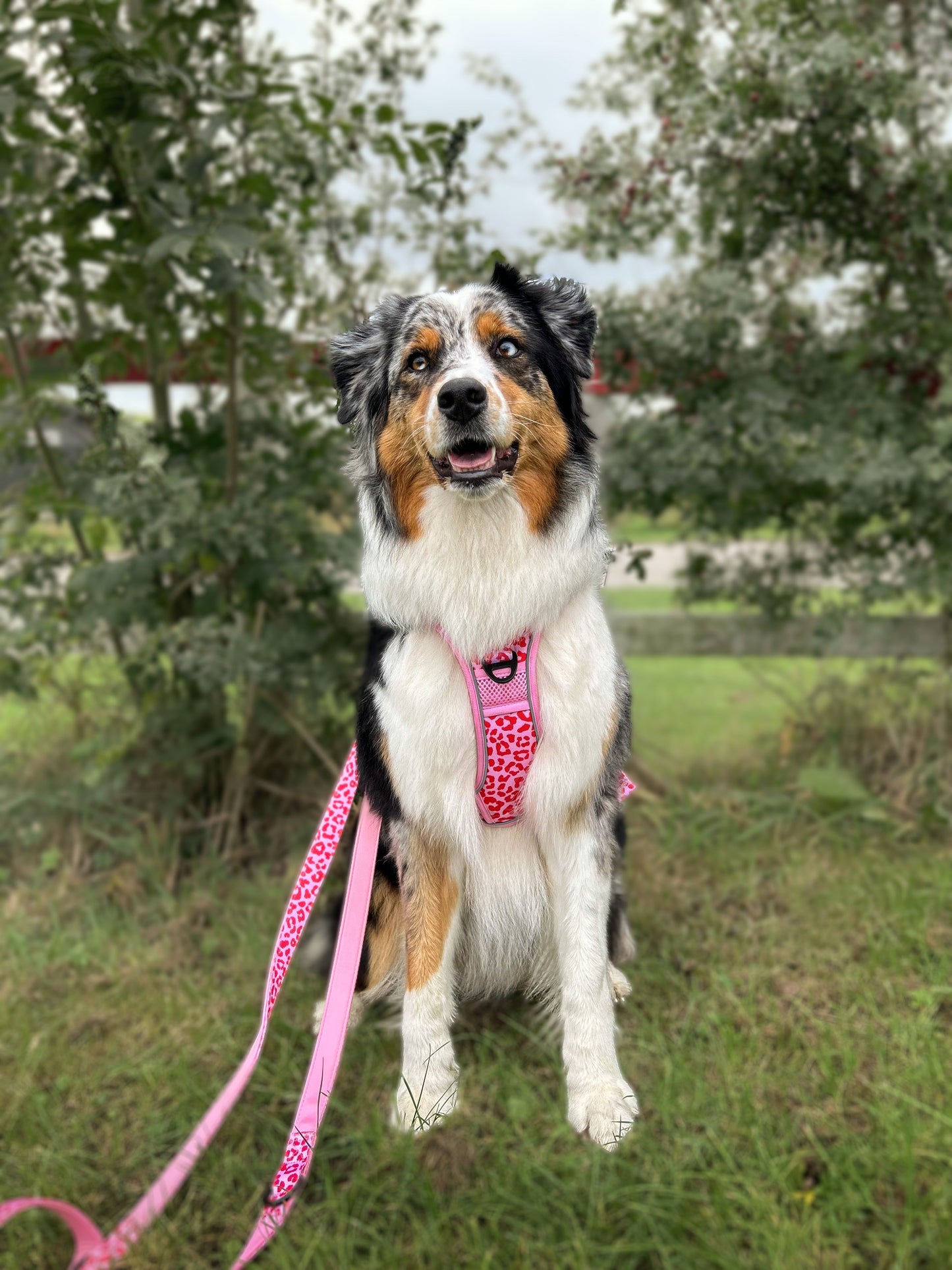 Adventure Trails Dog Harness - Pink Panther