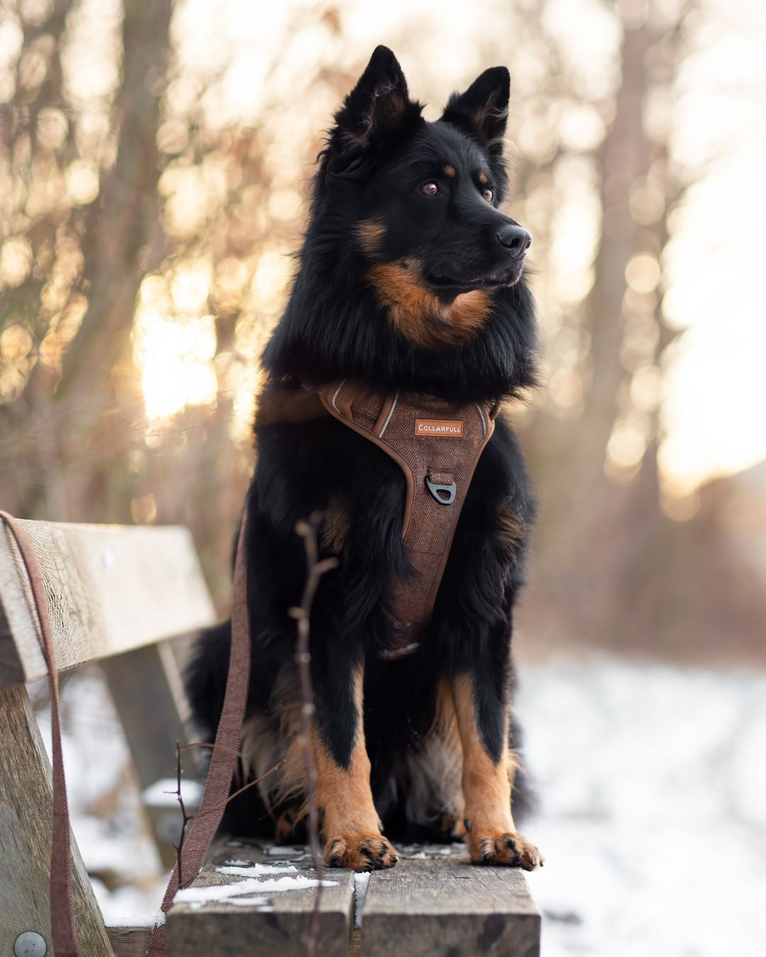 Adventure Trails Dog Harness - Brown Herringbone Tweed