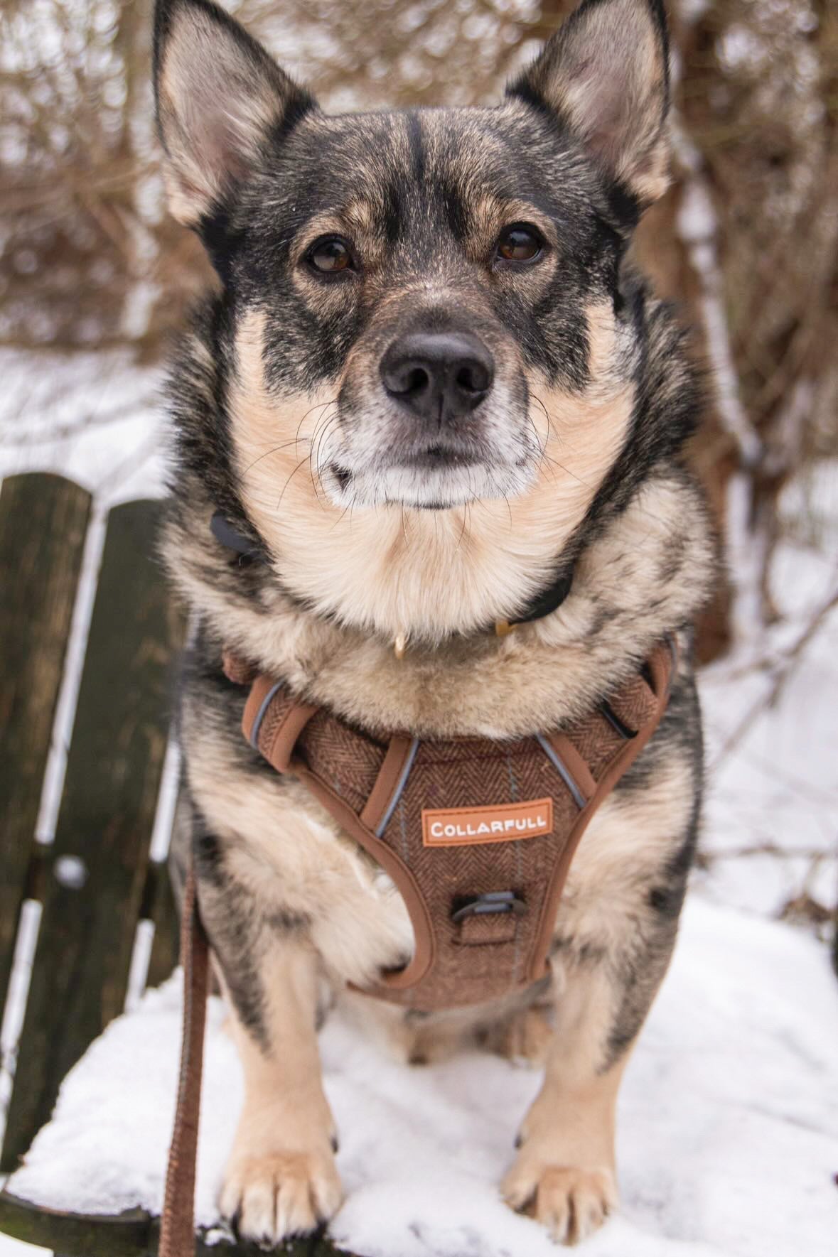 Adventure Trails Dog Harness - Brown Herringbone Tweed