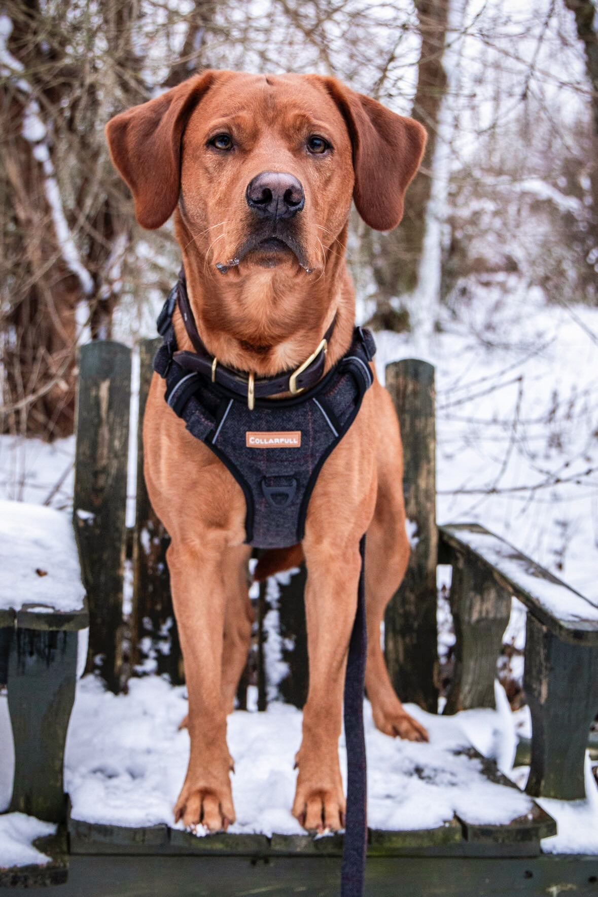 Adventure Trails Dog Harness - Black Herringbone Tweed
