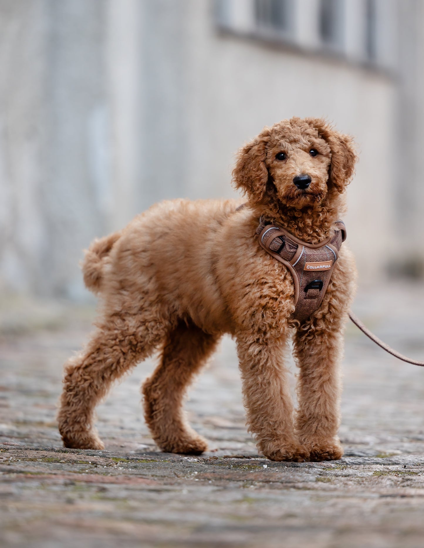 Adventure Trails Dog Harness - Brown Herringbone Tweed