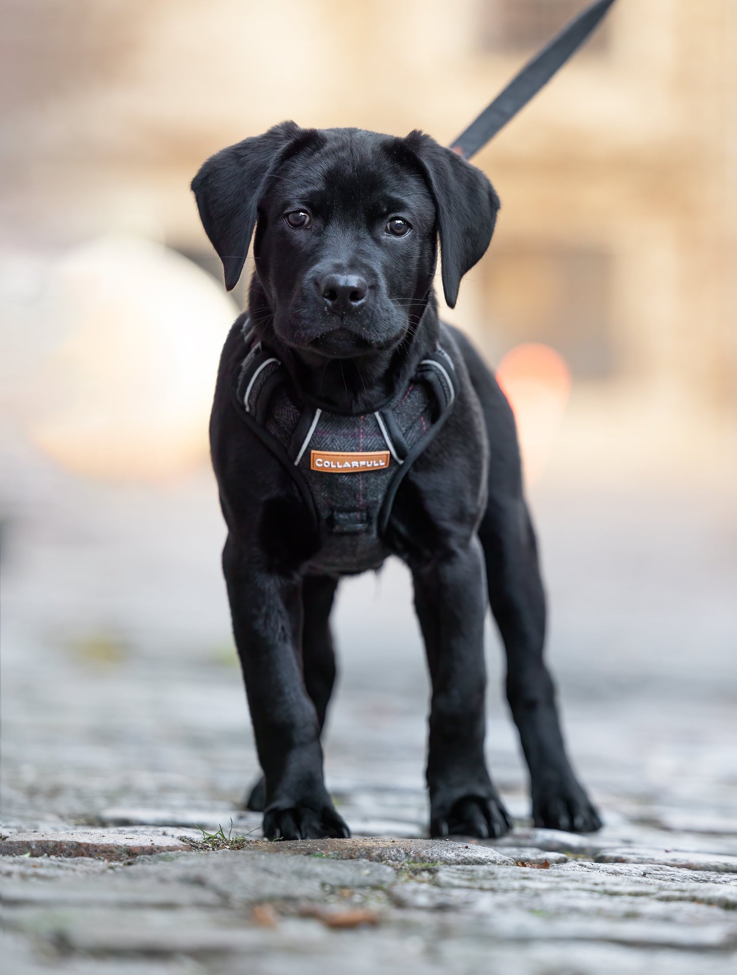 Adventure Trails Dog Harness - Black Herringbone Tweed