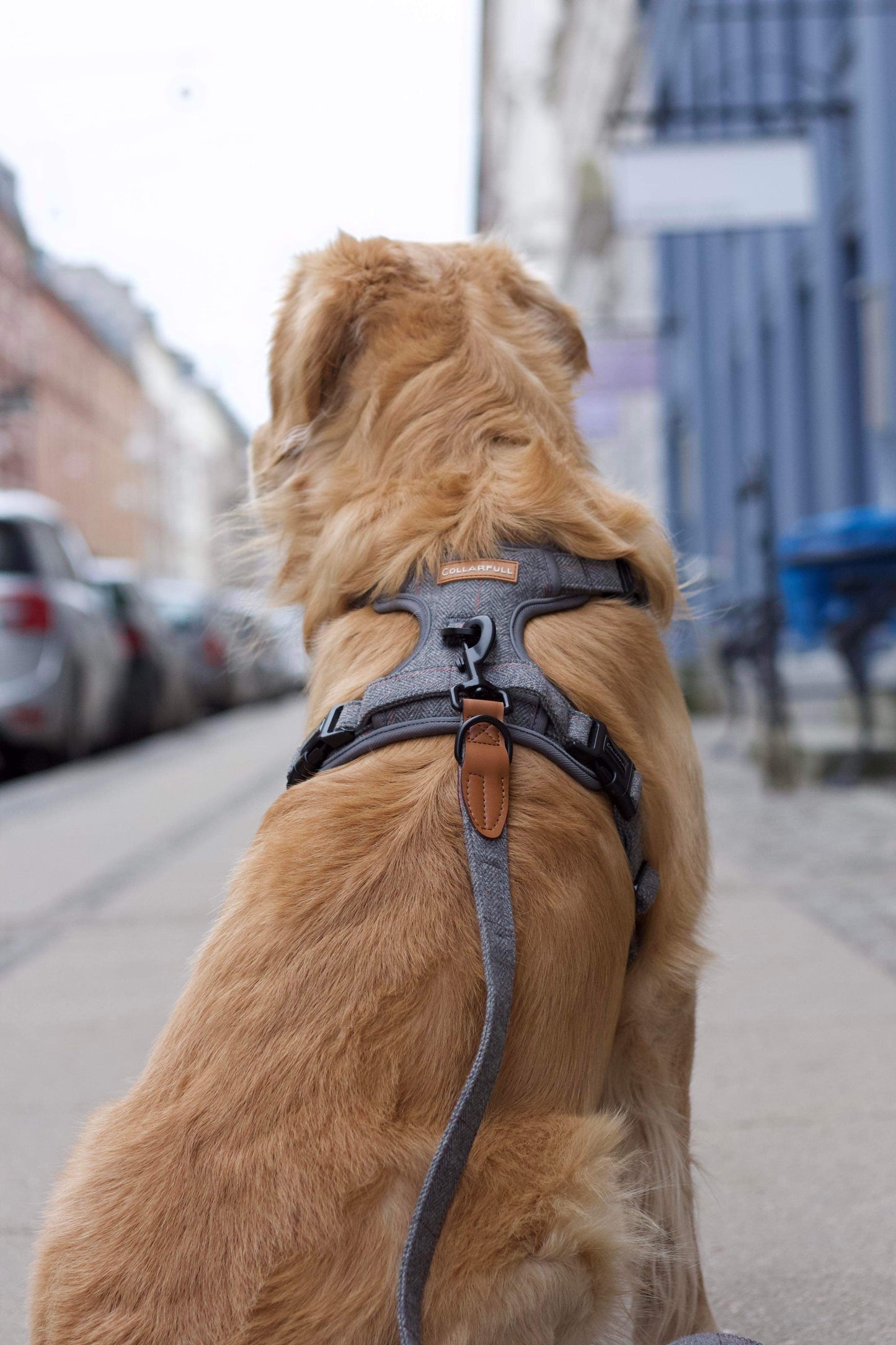 Adjustable dog leash - Gray Herringbone Tweed
