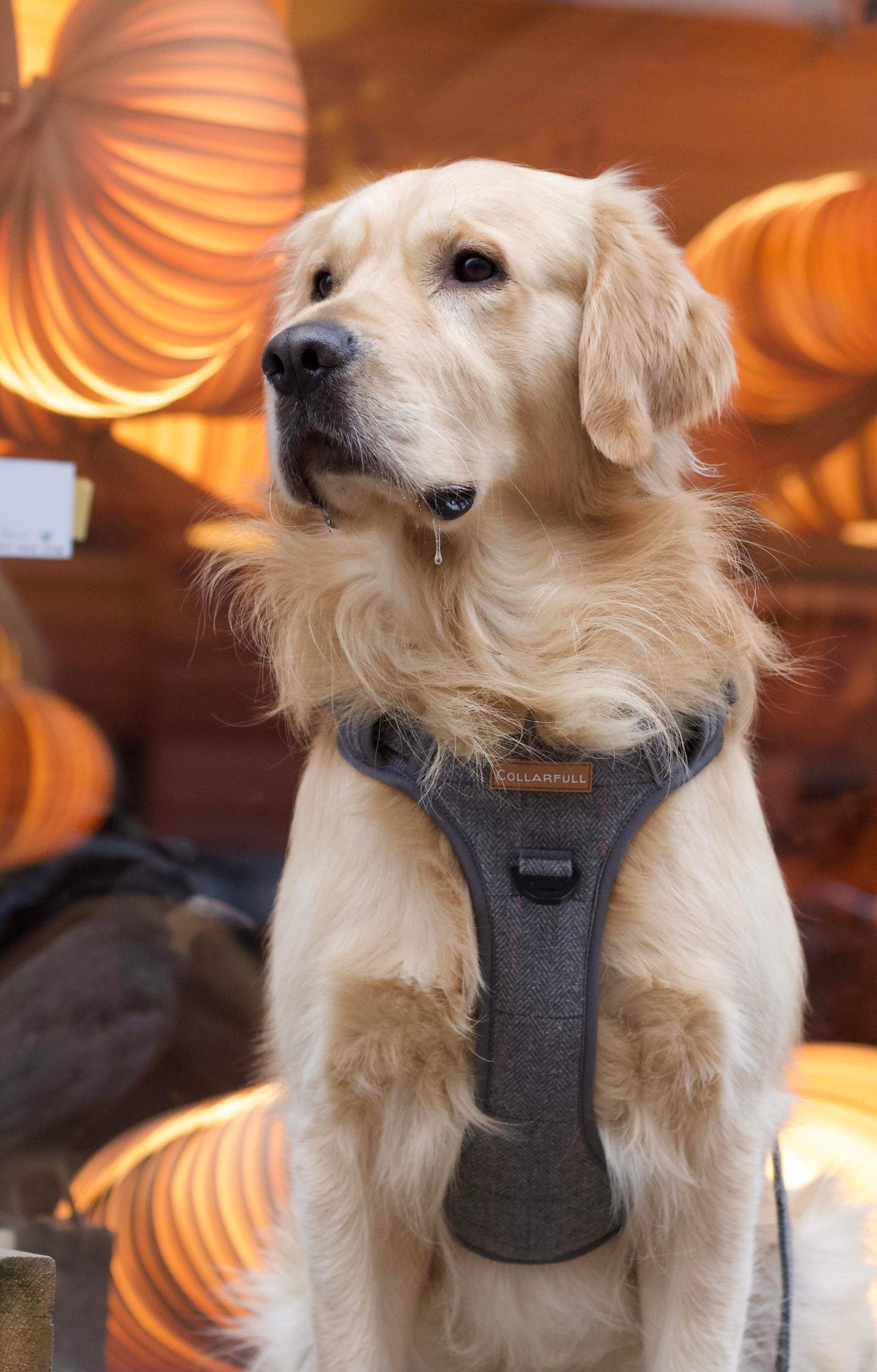 Adventure Trails Dog Harness - Gray Herringbone Tweed